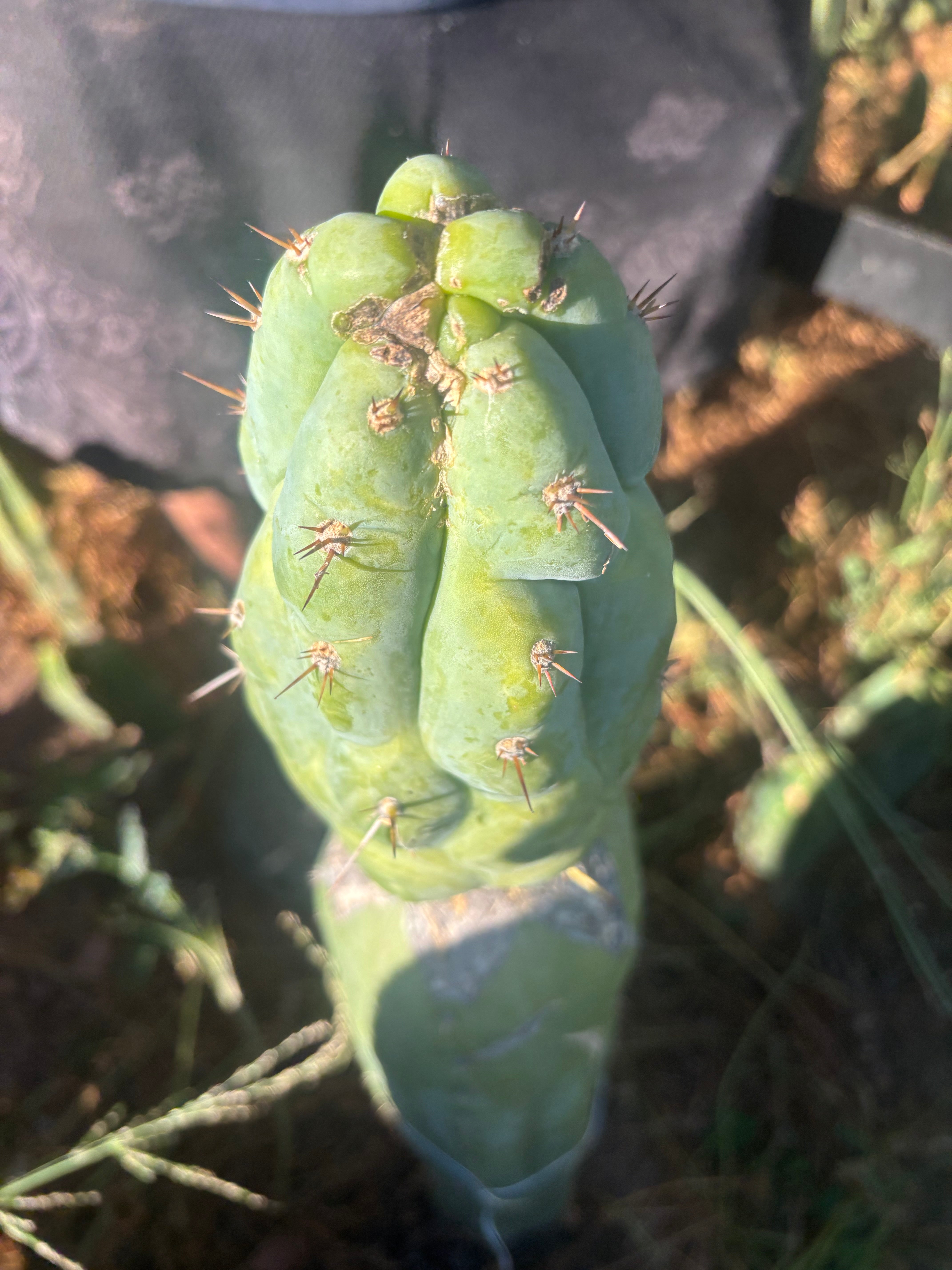 💎👑💎 Q-Tip — Chonky 6” Tip