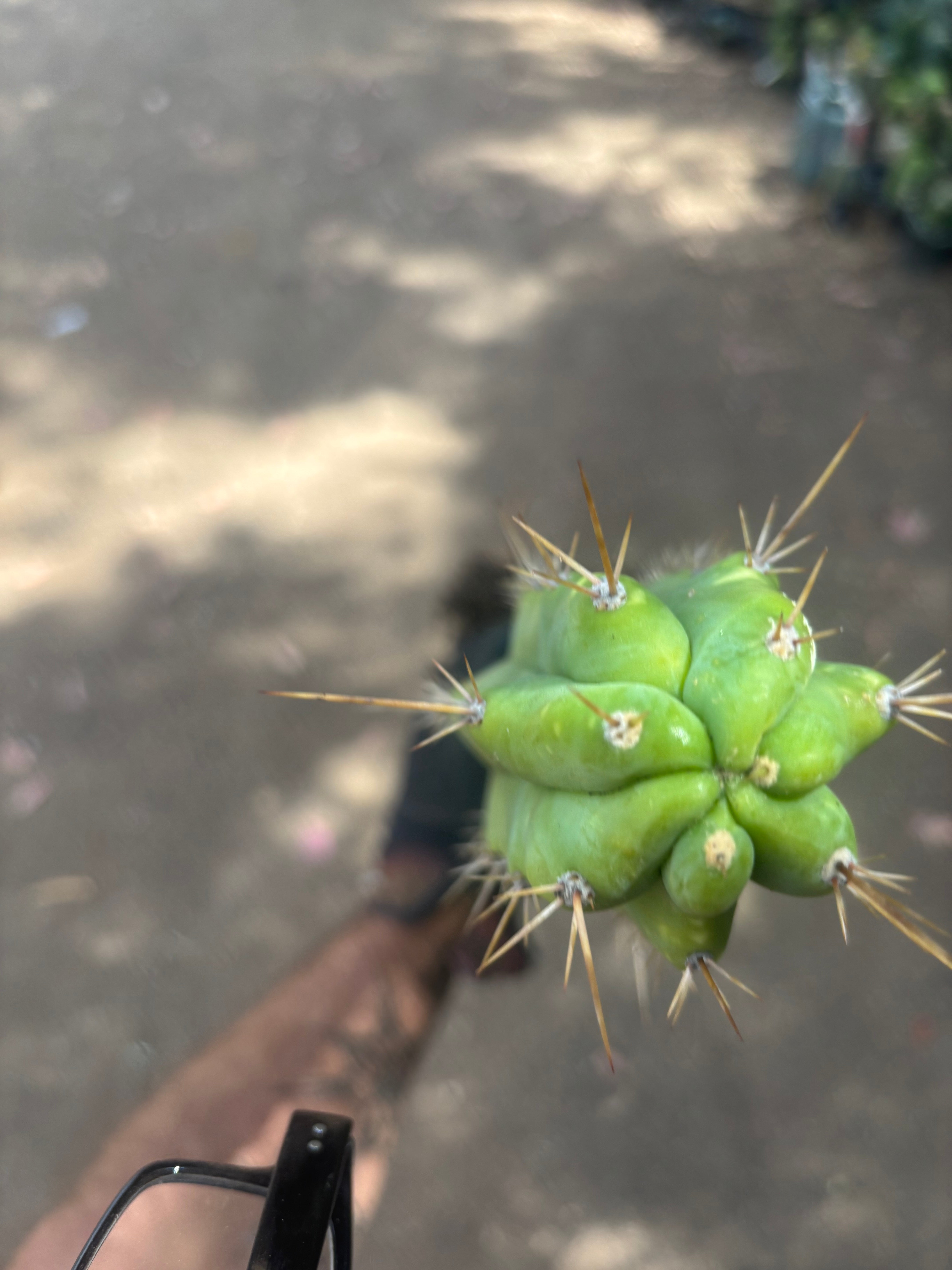 💎 SS02 x DeCosta — XL Seed Grown 21”