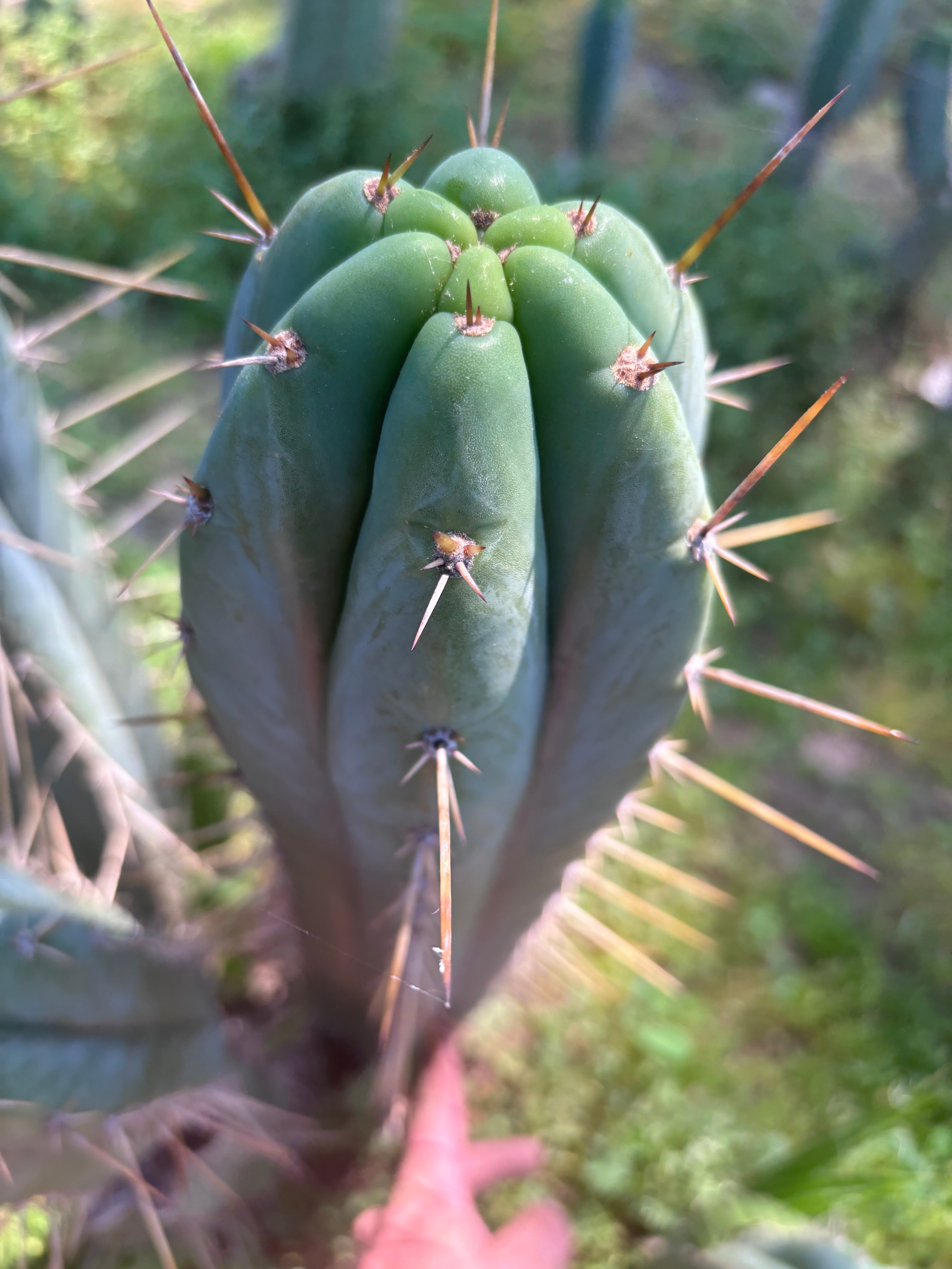 💎 Huarazensis x Bertha —  Massive 14” Tip