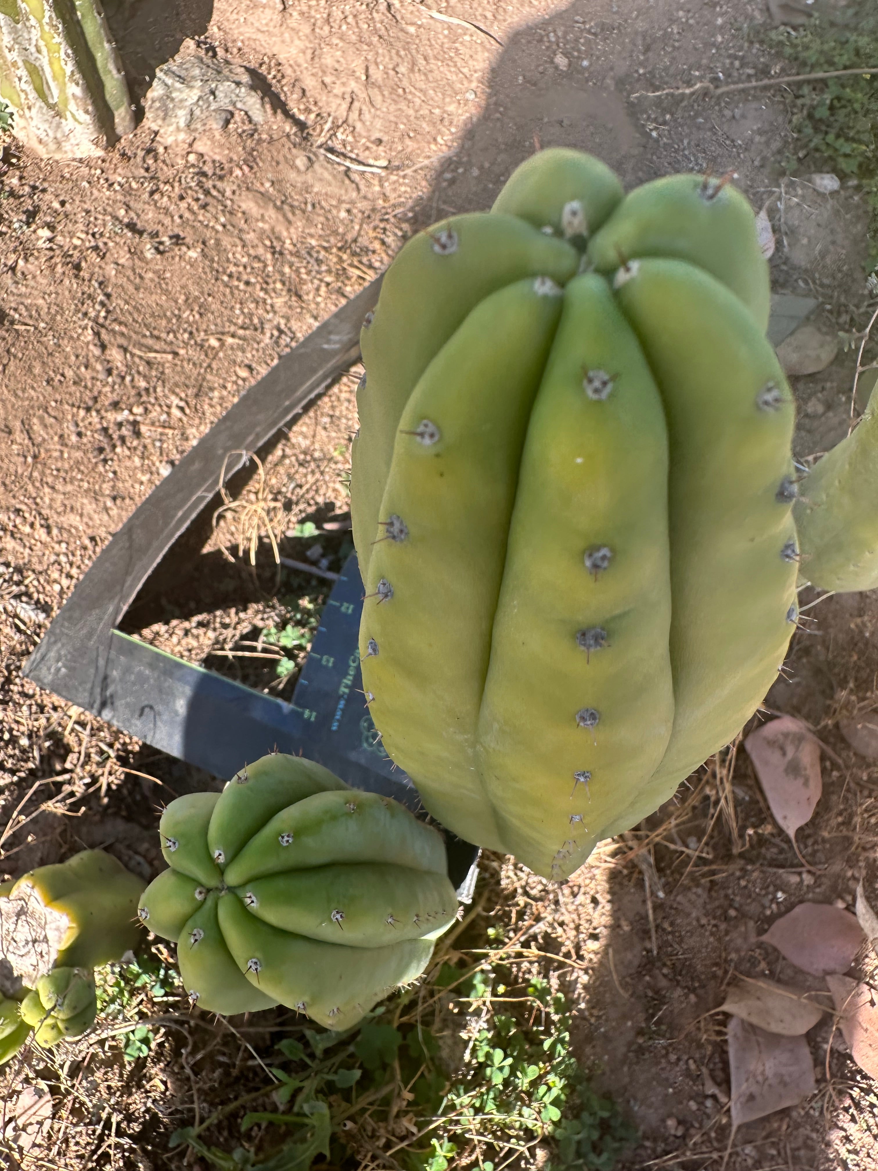 👑🌶️ Maipu — Chonky 10” Pup