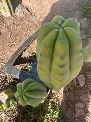 👑🌶️ Maipu — Chonky 10” Pup