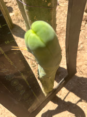 👑🌶️ TBM Long Form — 11” Tip