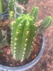 💎👑🌶️ CareBear — 6” Tip