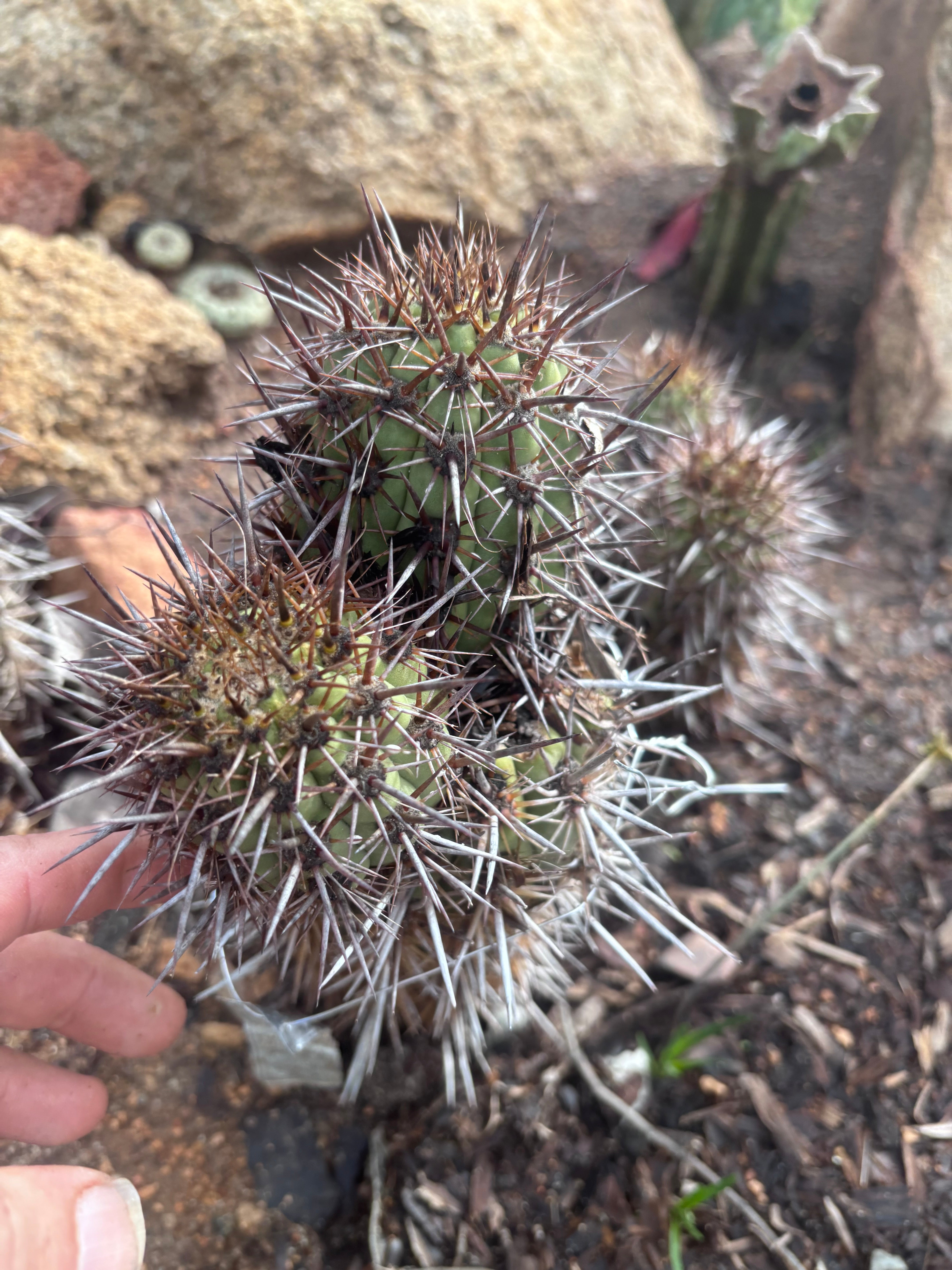 Custom Listing for Norma B