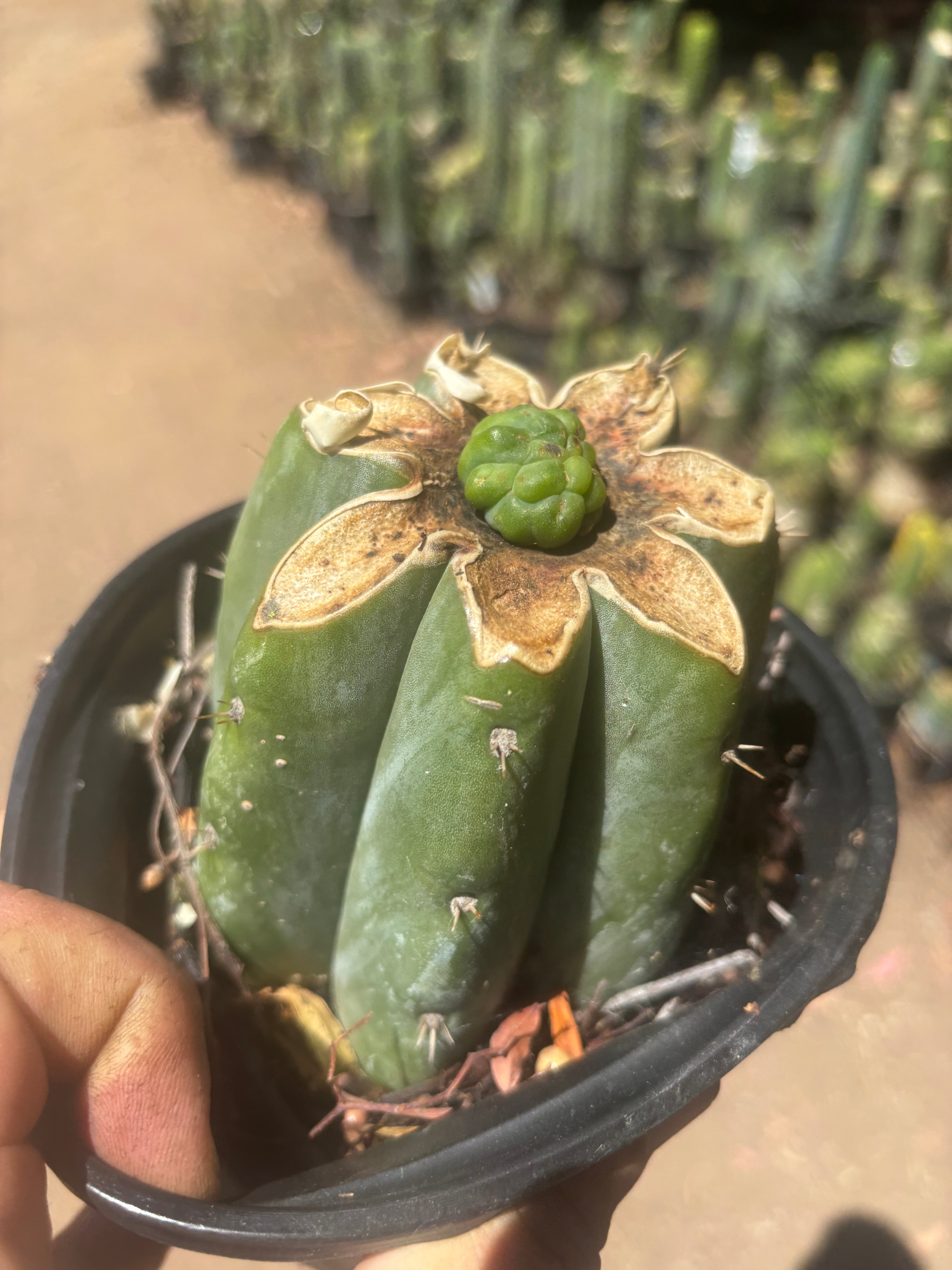 💎👑💎 Havran — Pup Graft on Rooted Shine01