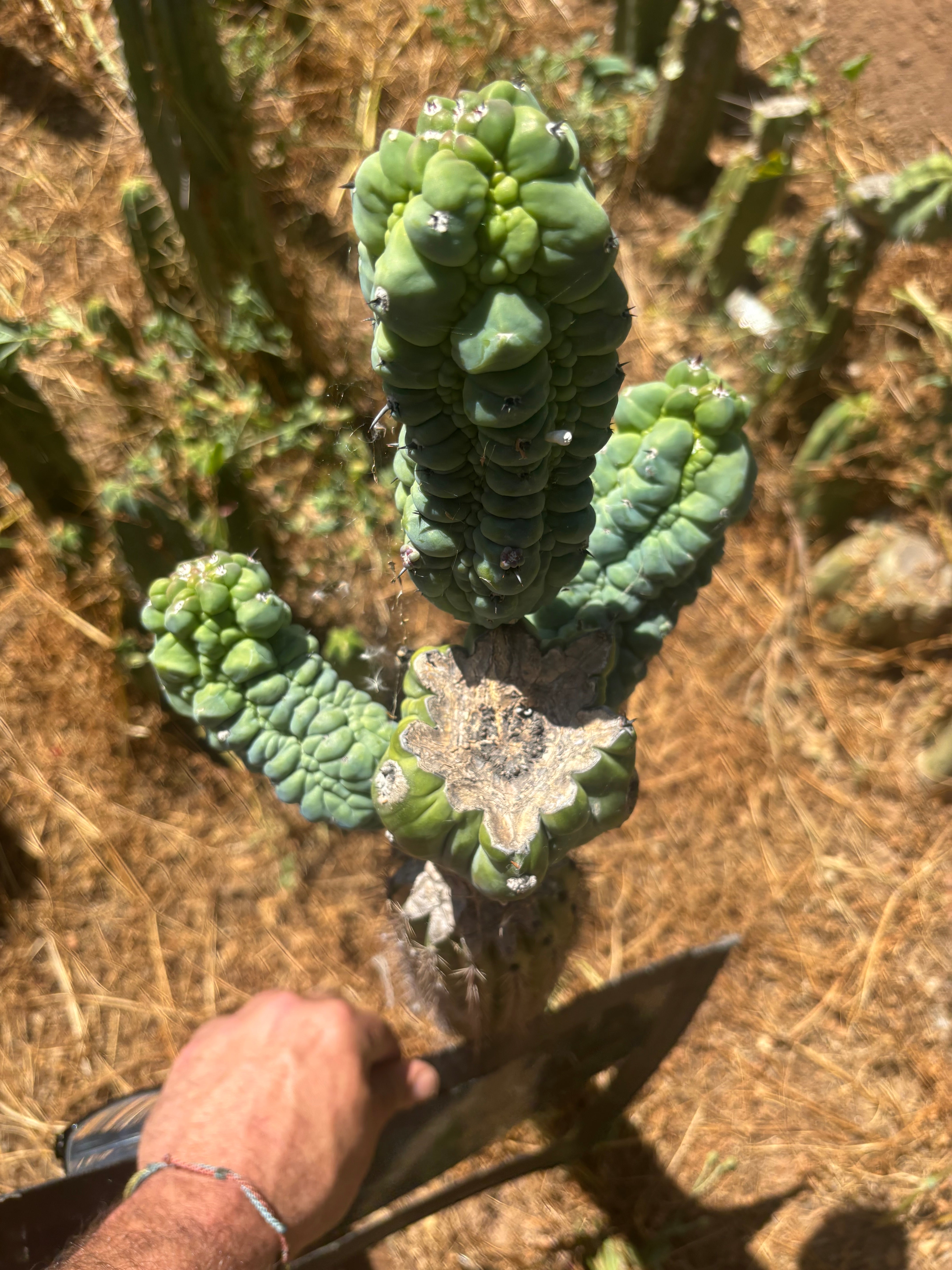 💎👑💎 Glorp —  XXL Crazy Tri Pup Graft