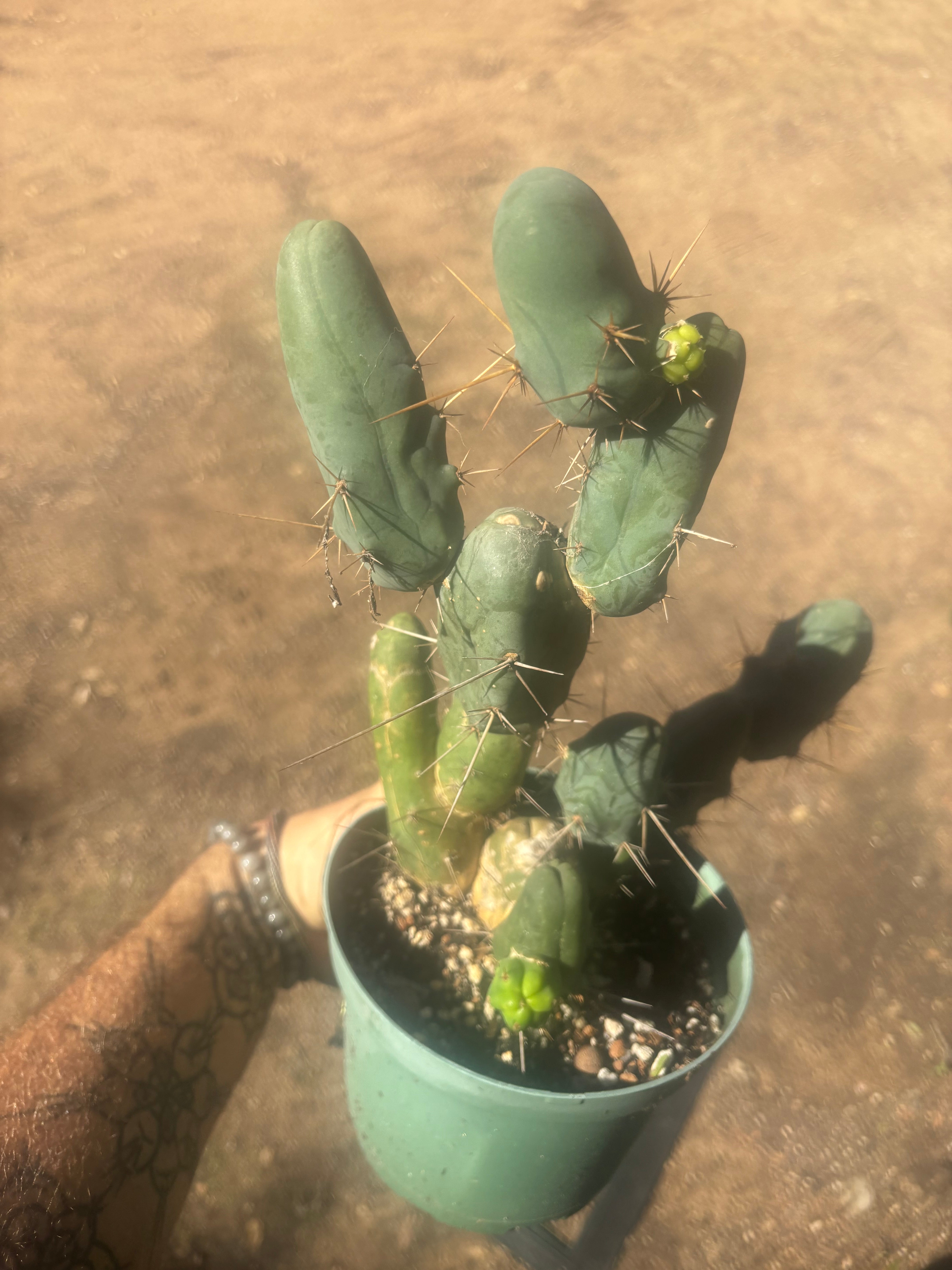 👑🌶️🌶️  TBM Clone B — Fully Rooted, 12 Segments