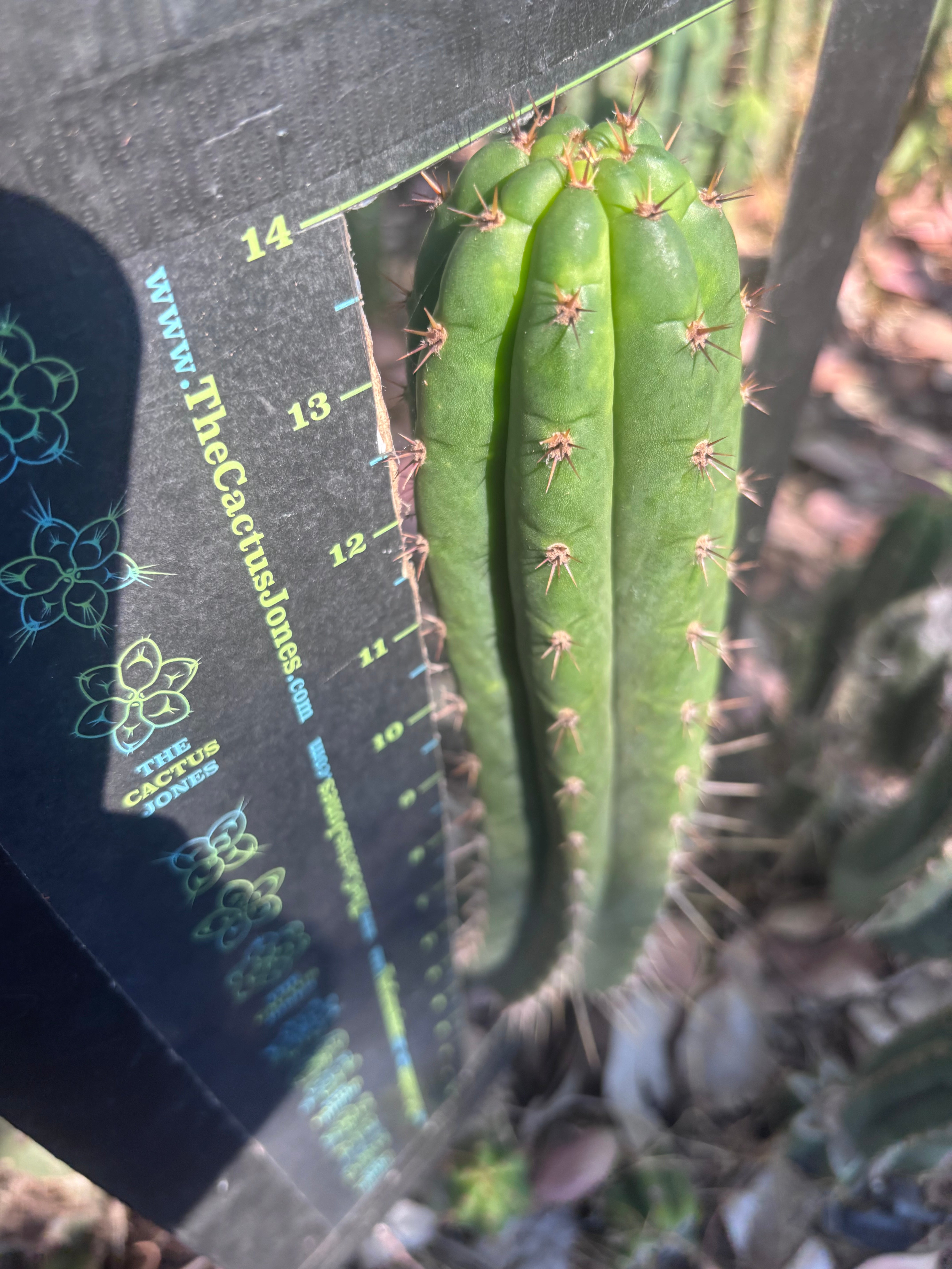 👑🌶️ Torres & Torres — 14” Pup