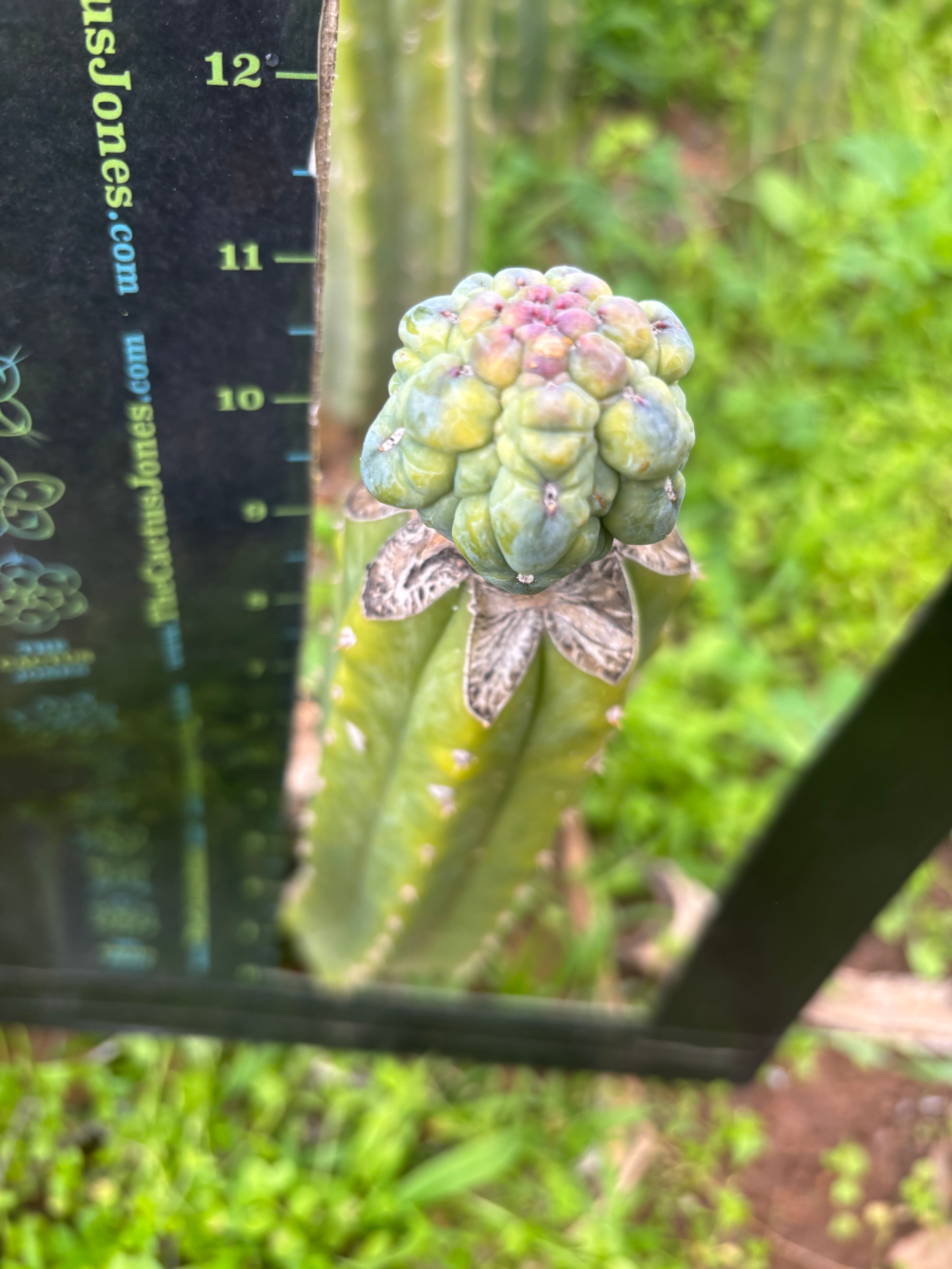 👑💎 Glorp — Tip Graft