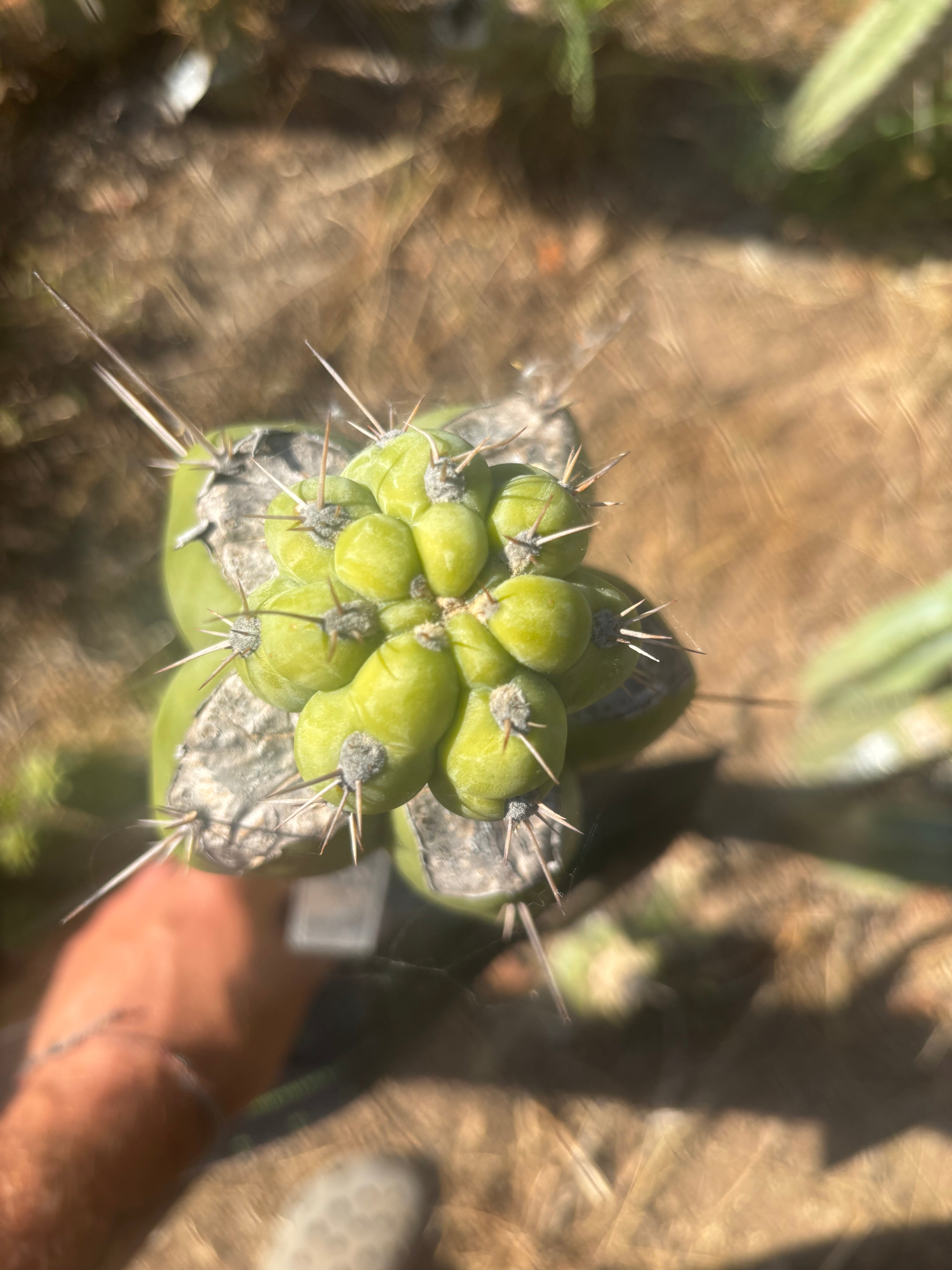 💎👑💎  Nubs! — XL Pup Graft
