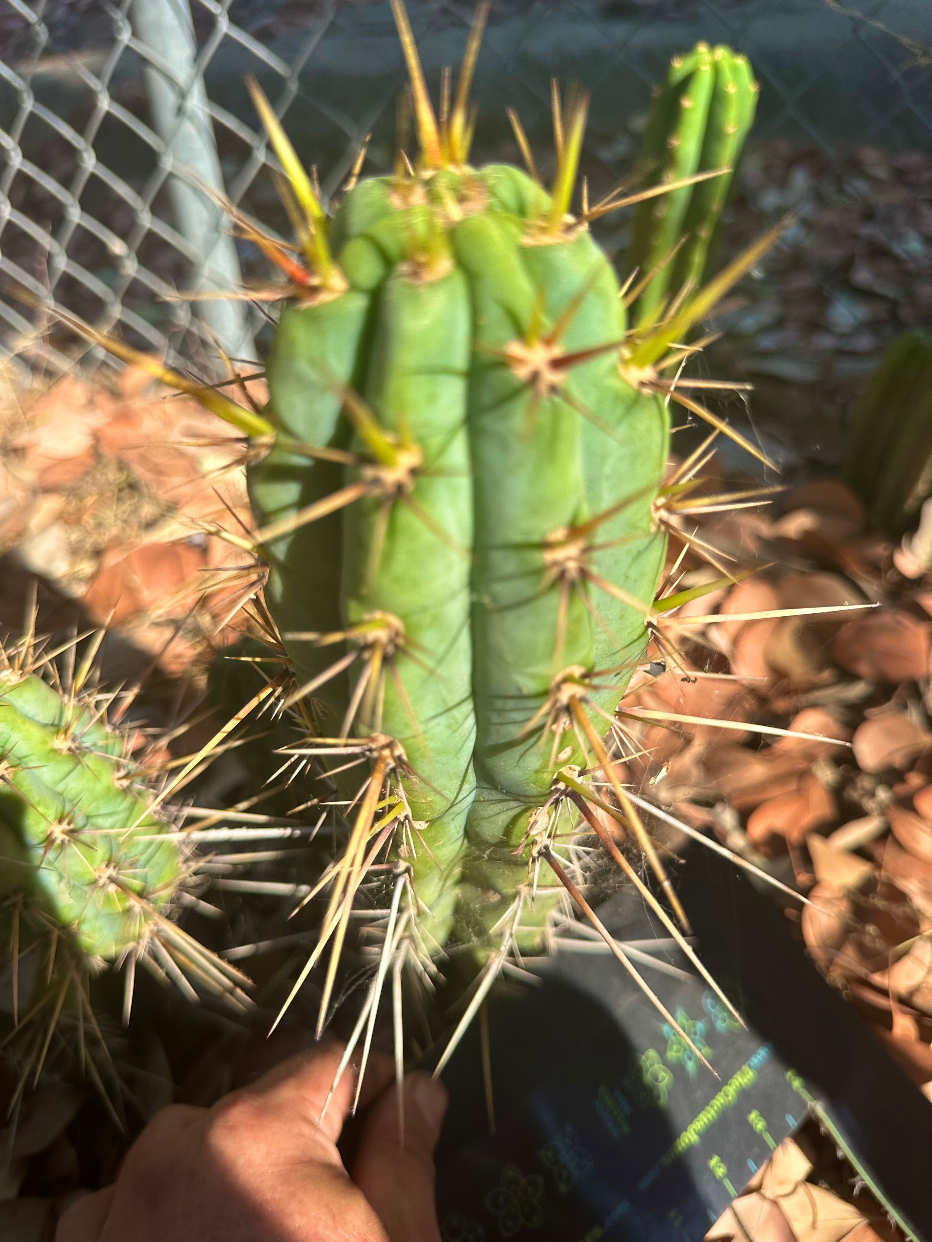 🌶️ Medicine Man x Validus — 10” Tip
