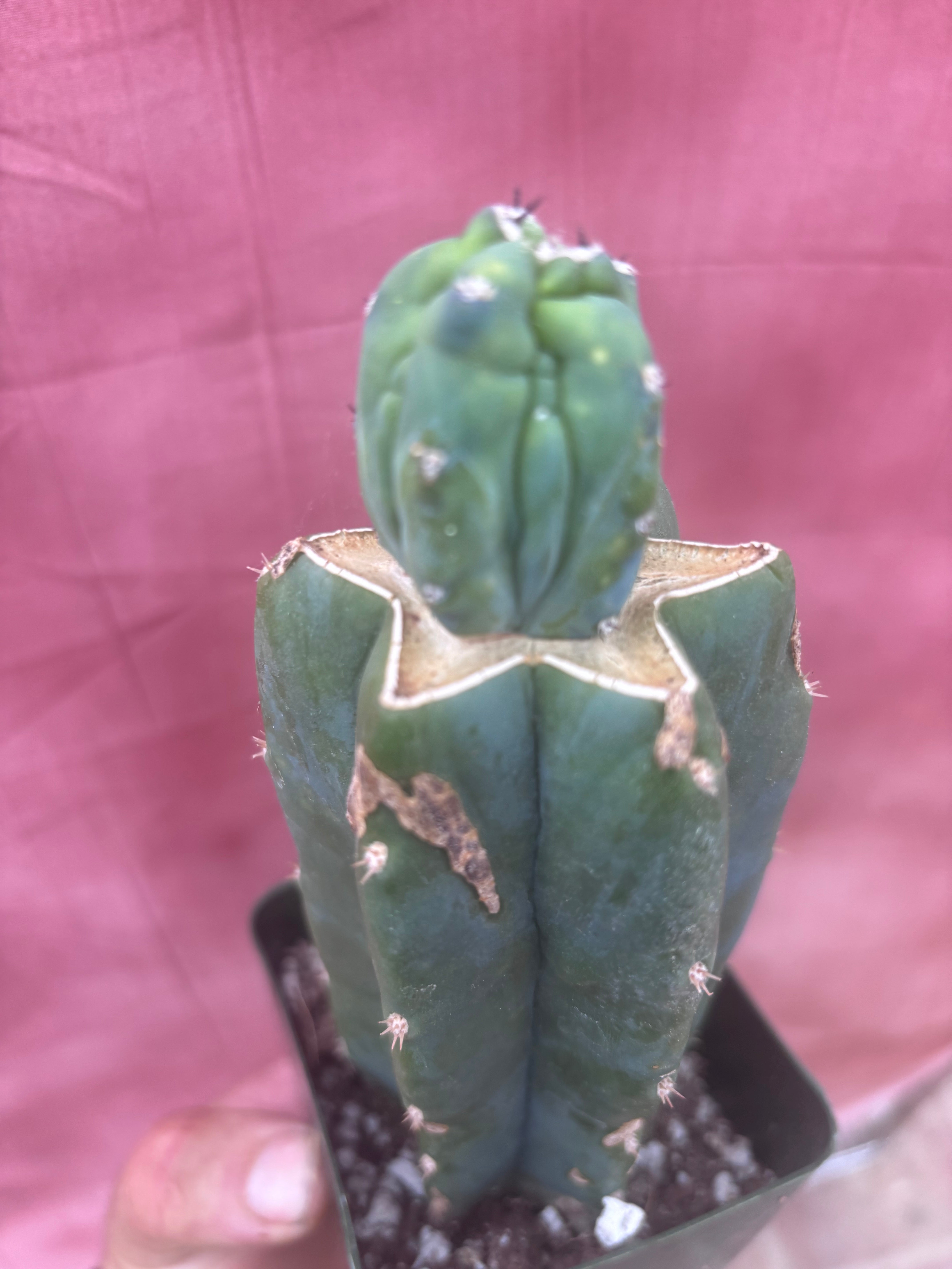 👑💎 Grecas Tip Graft — Rooted / Whole