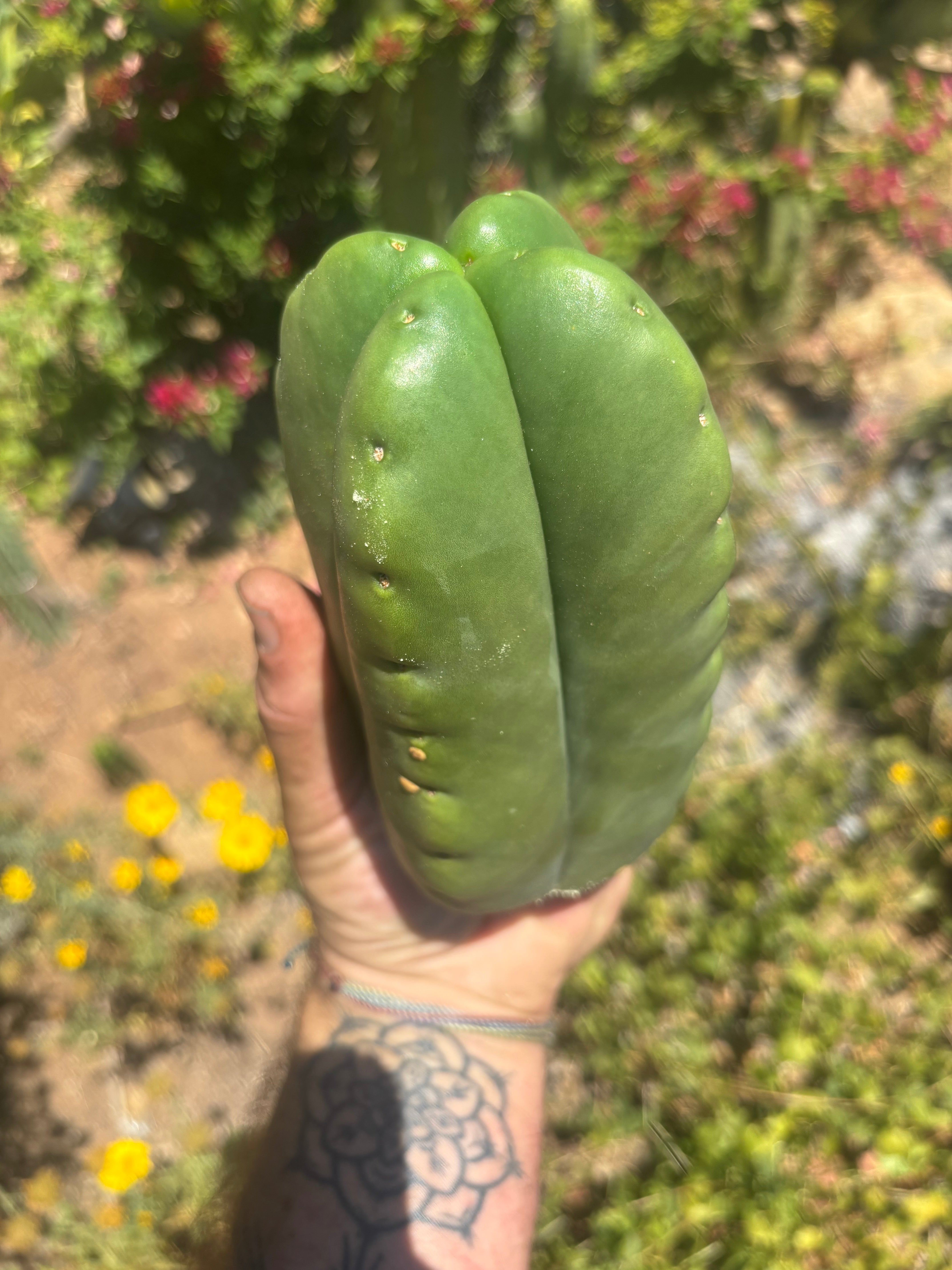 💎👑🌶️ Ferah — Another Fourwang Chub Muffin