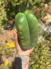 💎👑🌶️ Ferah — Another Fourwang Chub Muffin
