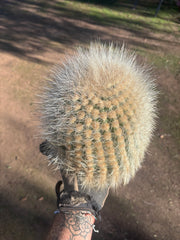 💎 T. Atacamensis — 11” x 9” Melon