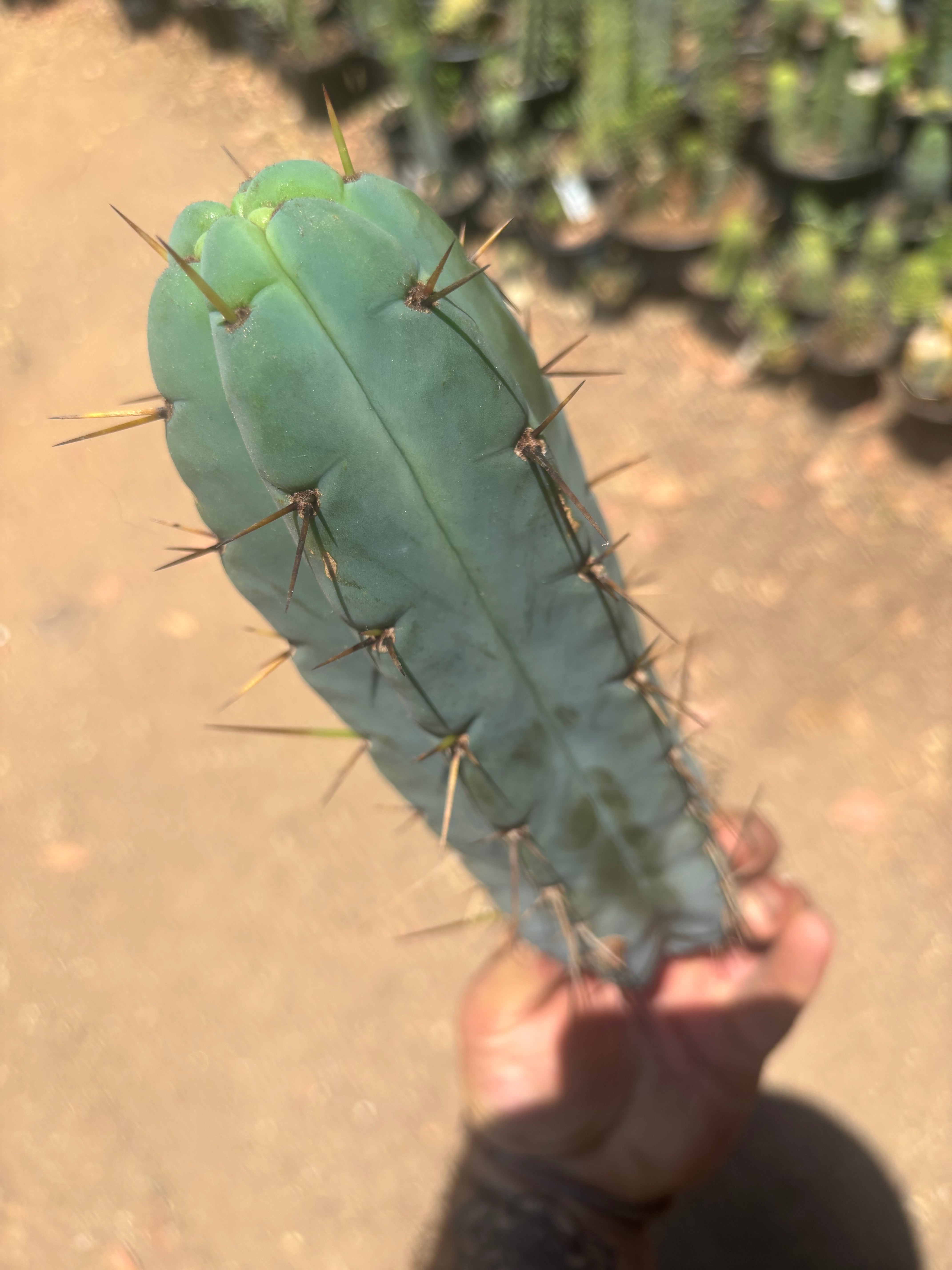 👑🌶️🌶️ Pala — Chonky 11” Pup