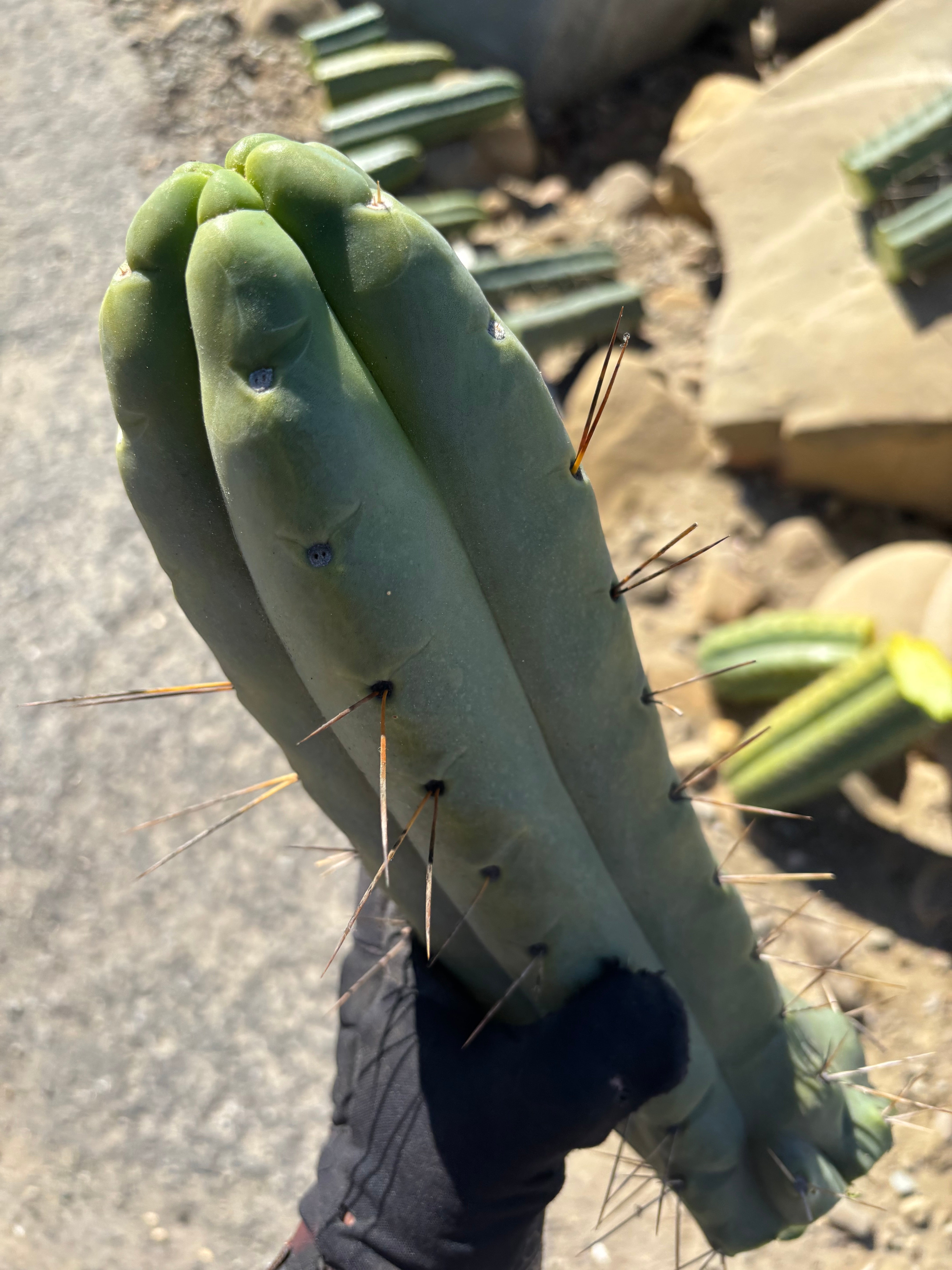 👑💎🌶️🌶️ Eileen — Maxed Girth 14” Tip