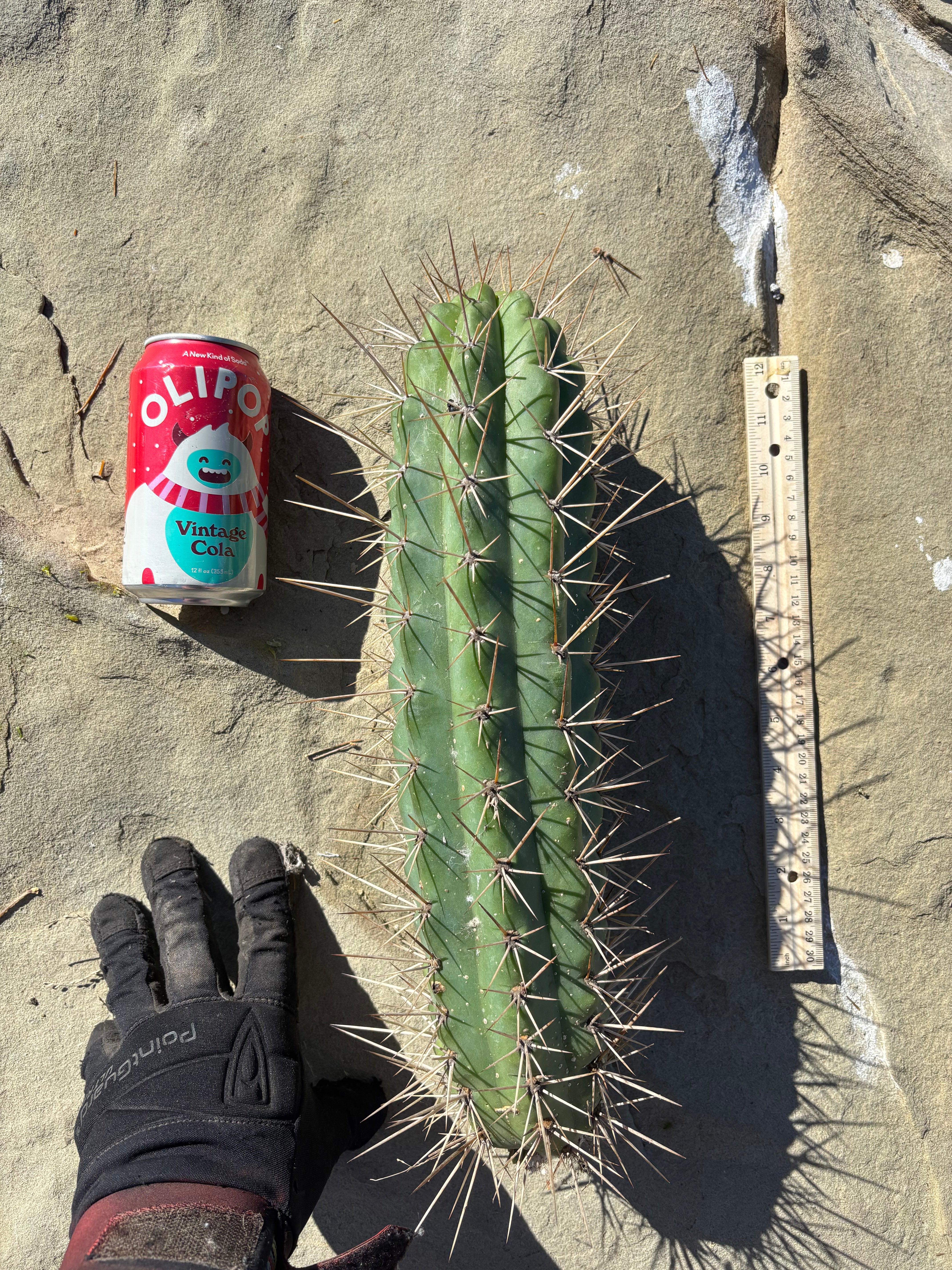 🌶️ SS02 x Kimura’s Spiny Giant   — XL 14” Pup