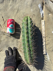 🌶️ SS02 x Kimura’s Spiny Giant   — XL 14” Pup