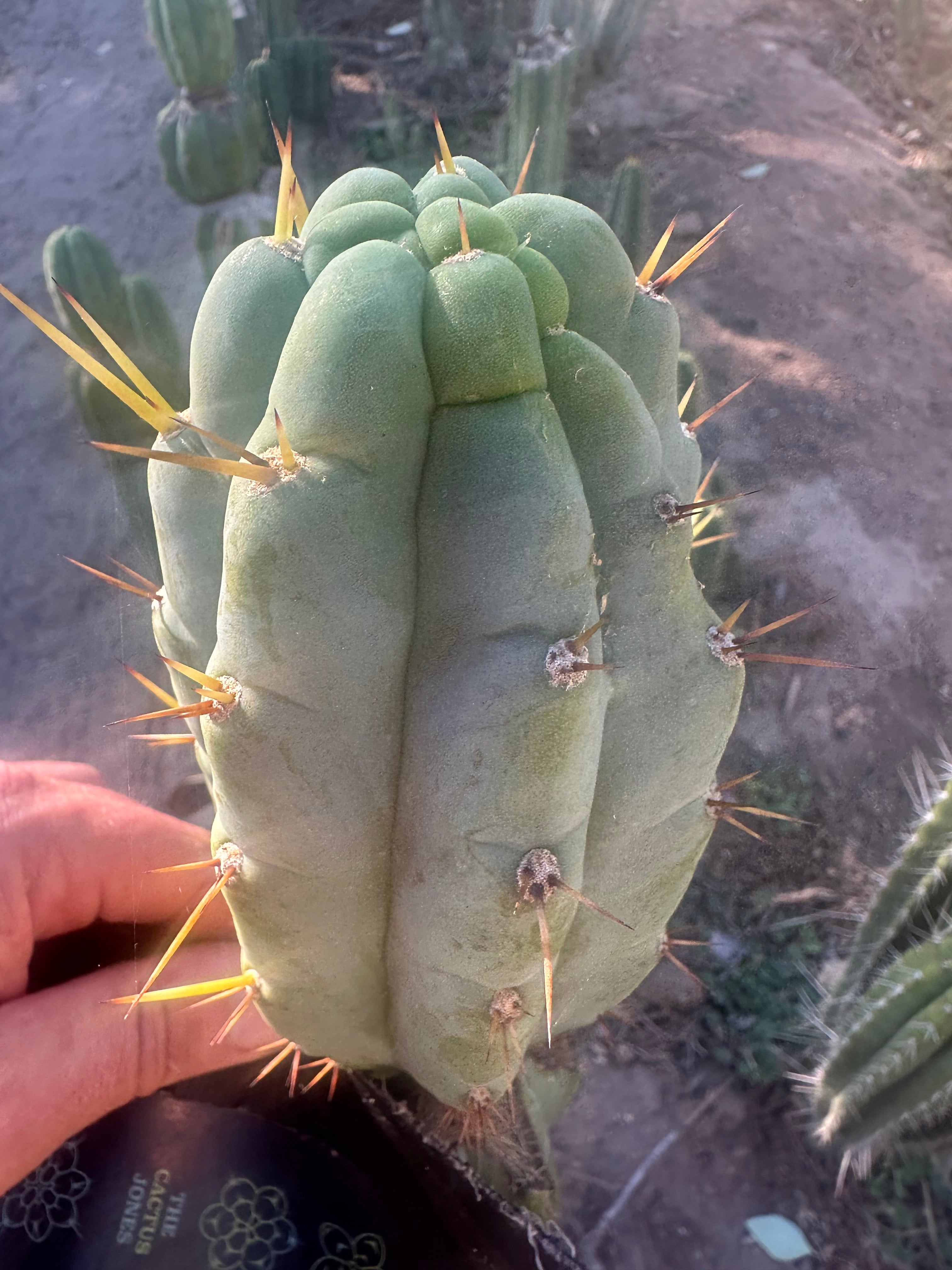 💎👑🌶️🌶️ Austy’s Bomb — 6” Tip