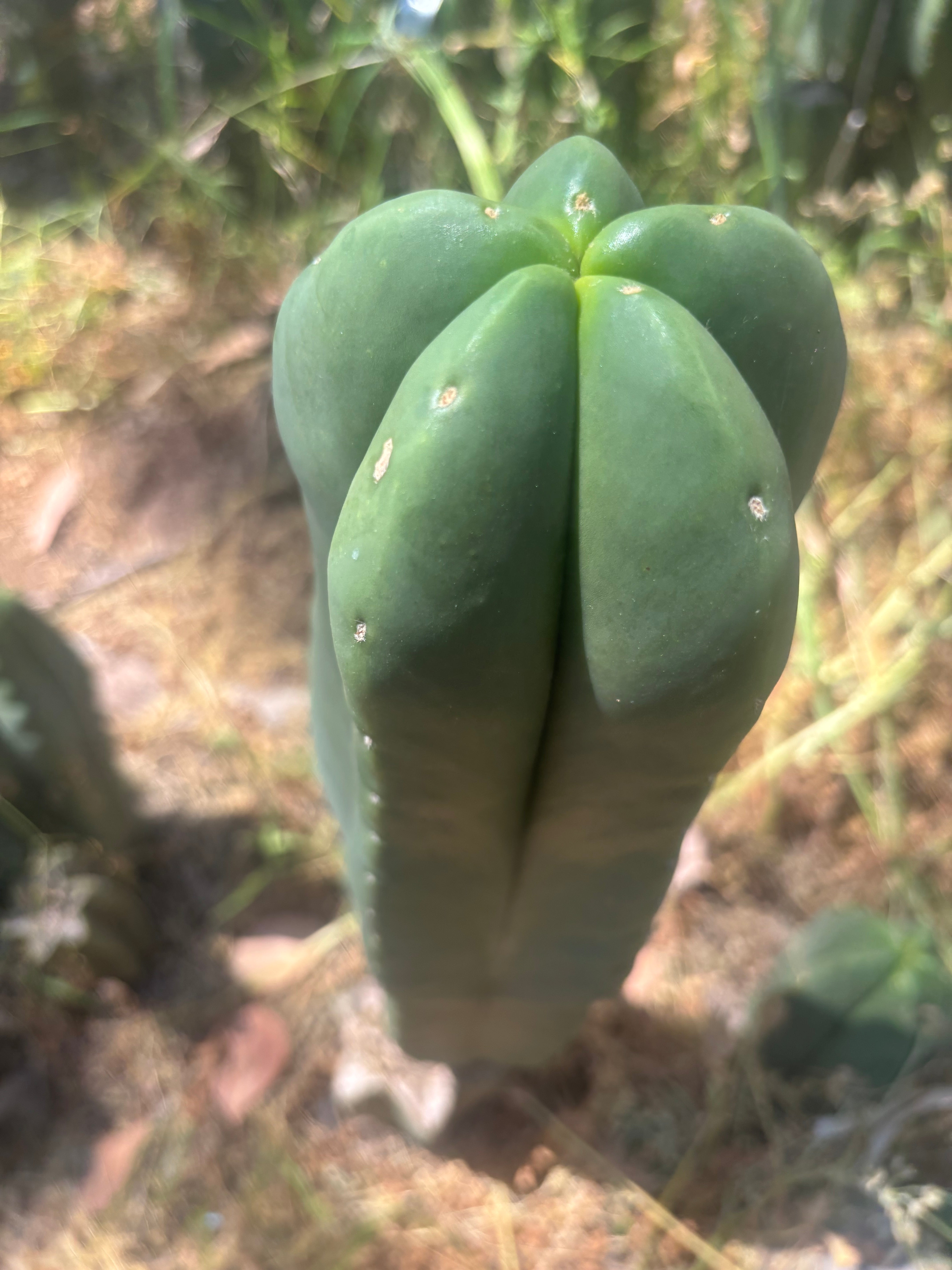 👑💎 Aussie Scop — FAT 12” Tip