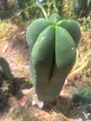 👑💎 Aussie Scop — FAT 12” Tip