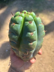 💎👑💎 Papa Smurf — Fat 8” Pup