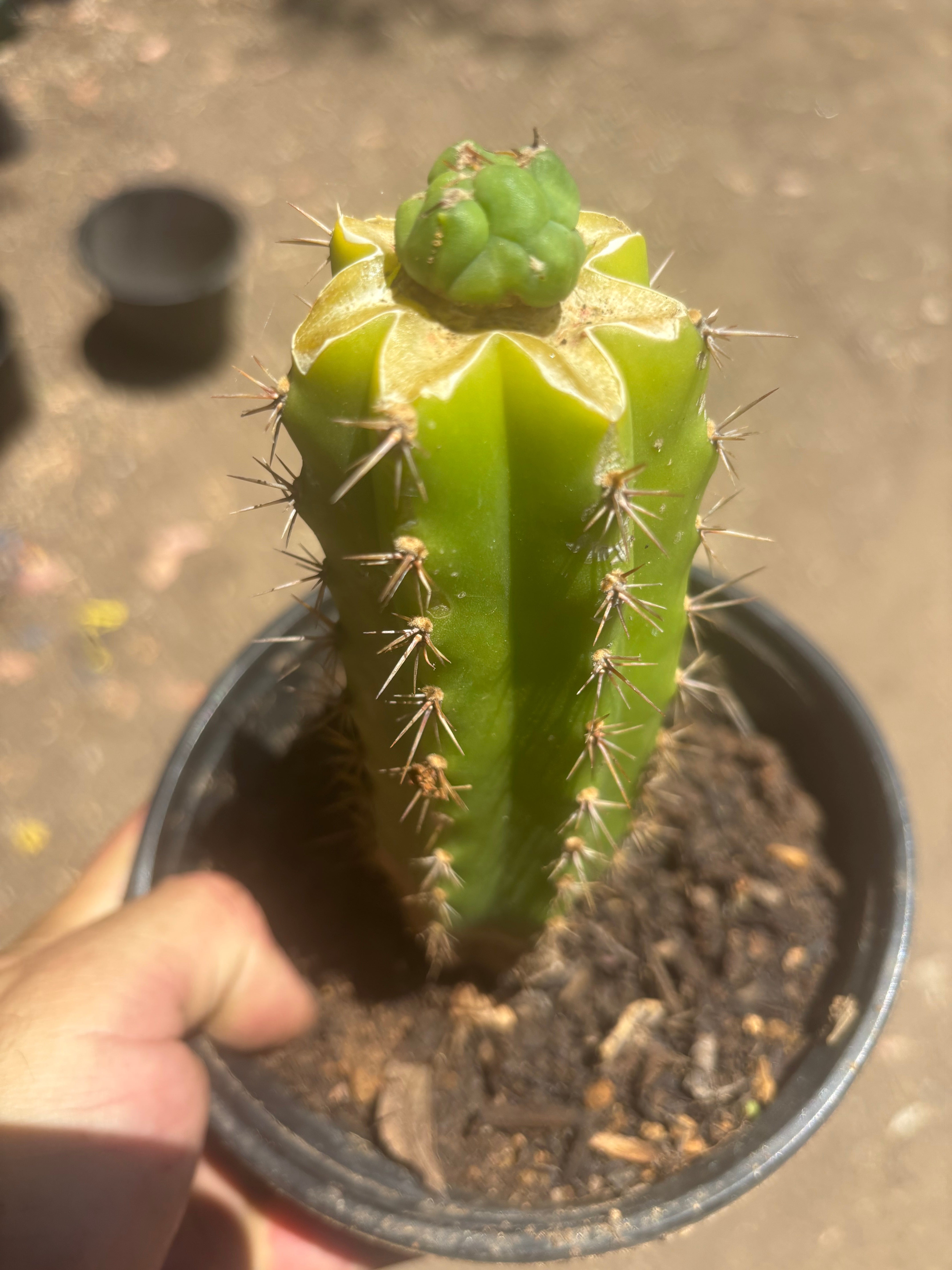 👑💎 Bruce’s Dragon — Pup Graft On Seed Grown Rooted Stock