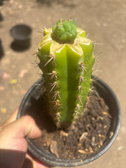 👑💎 Bruce’s Dragon — Pup Graft On Seed Grown Rooted Stock