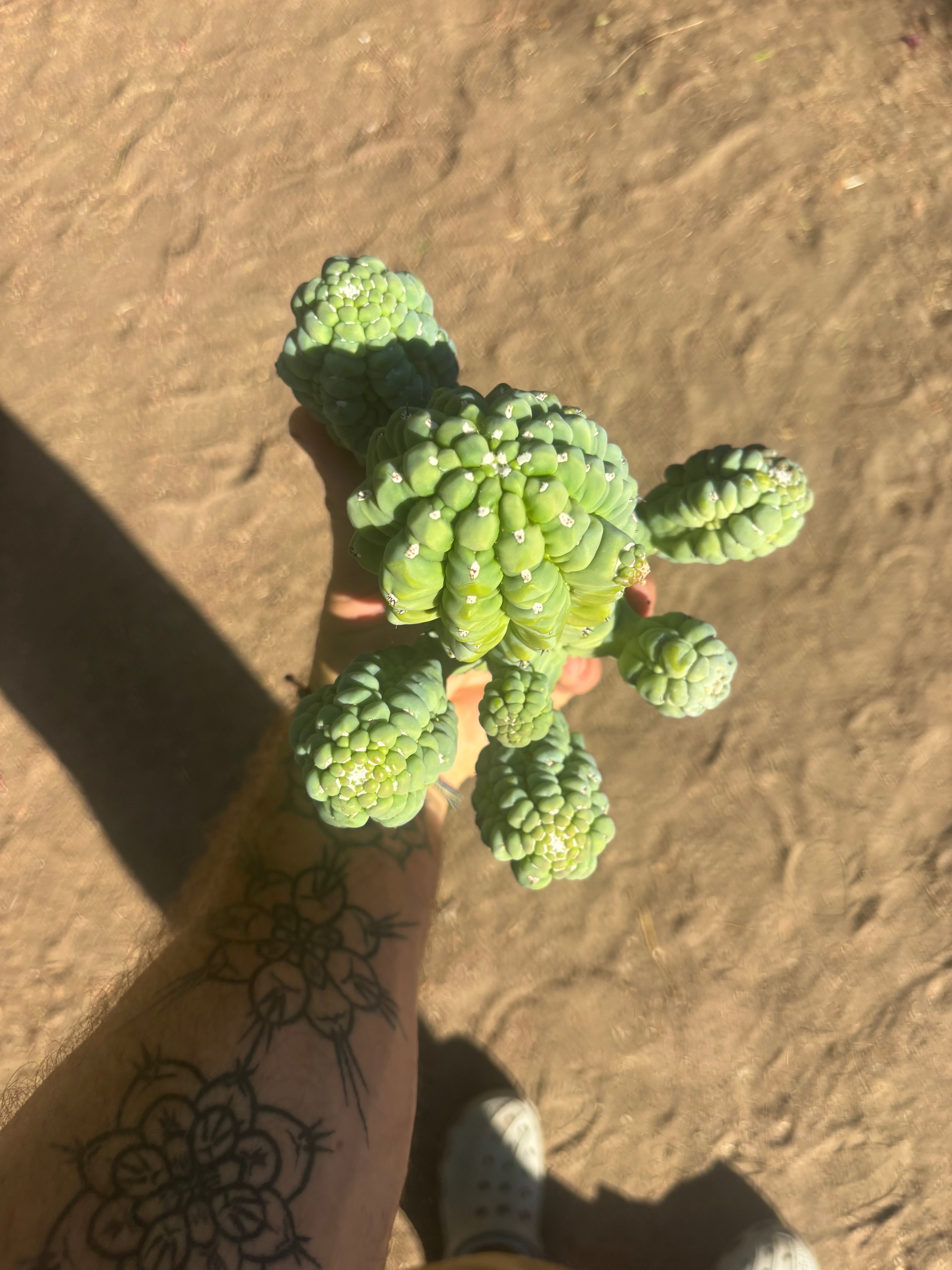 👑  Glorp — Grafter’s Special 🔪