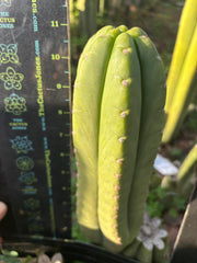👑🌶️ The Field’s Pachanoi — Chonky 11” Pup