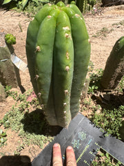 👑🌶️🌶️ Landfill — 11” Pup