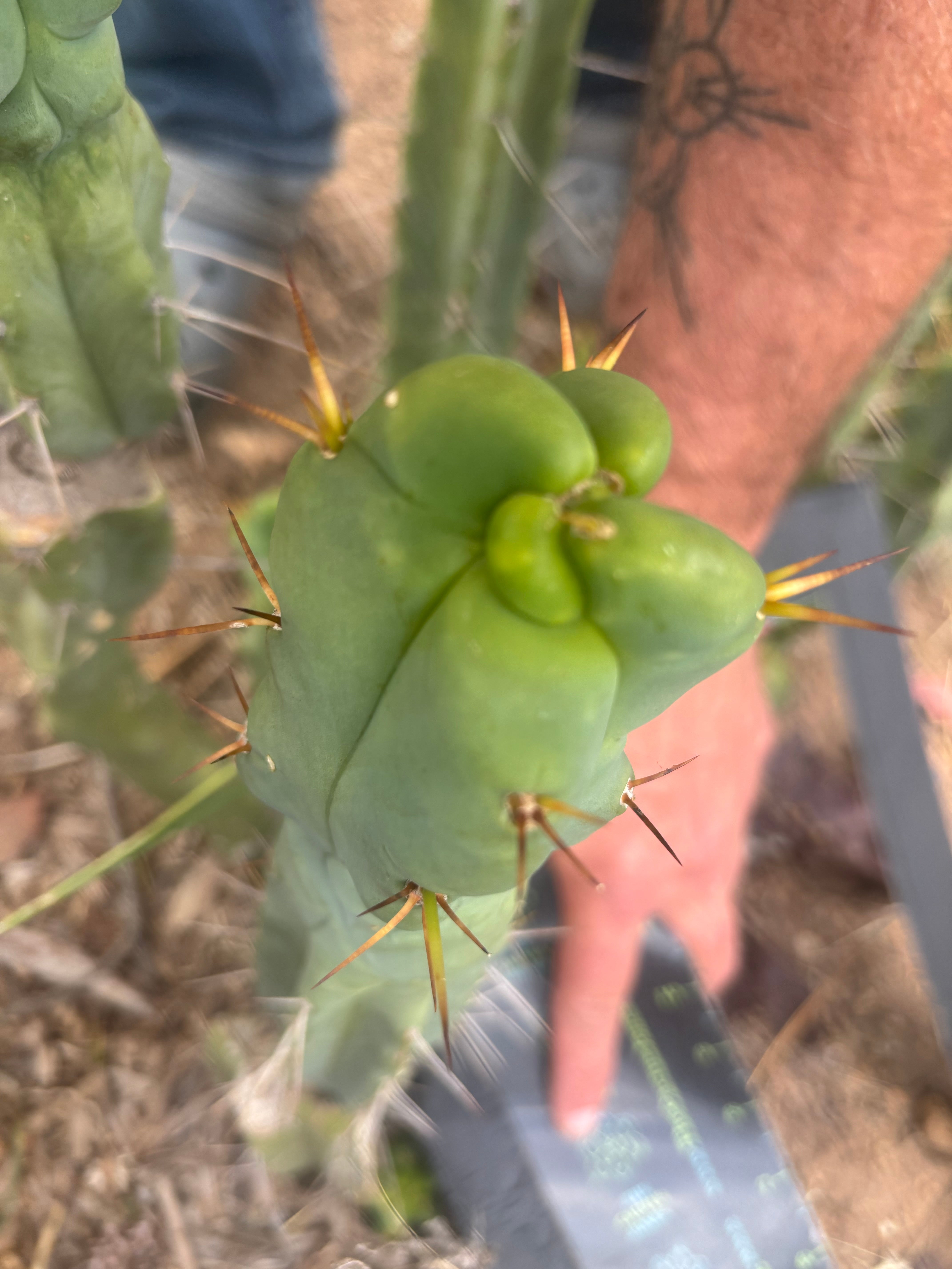 👑🌶️  Mel — 11” Tip