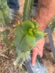 👑🌶️  Mel — 11” Tip