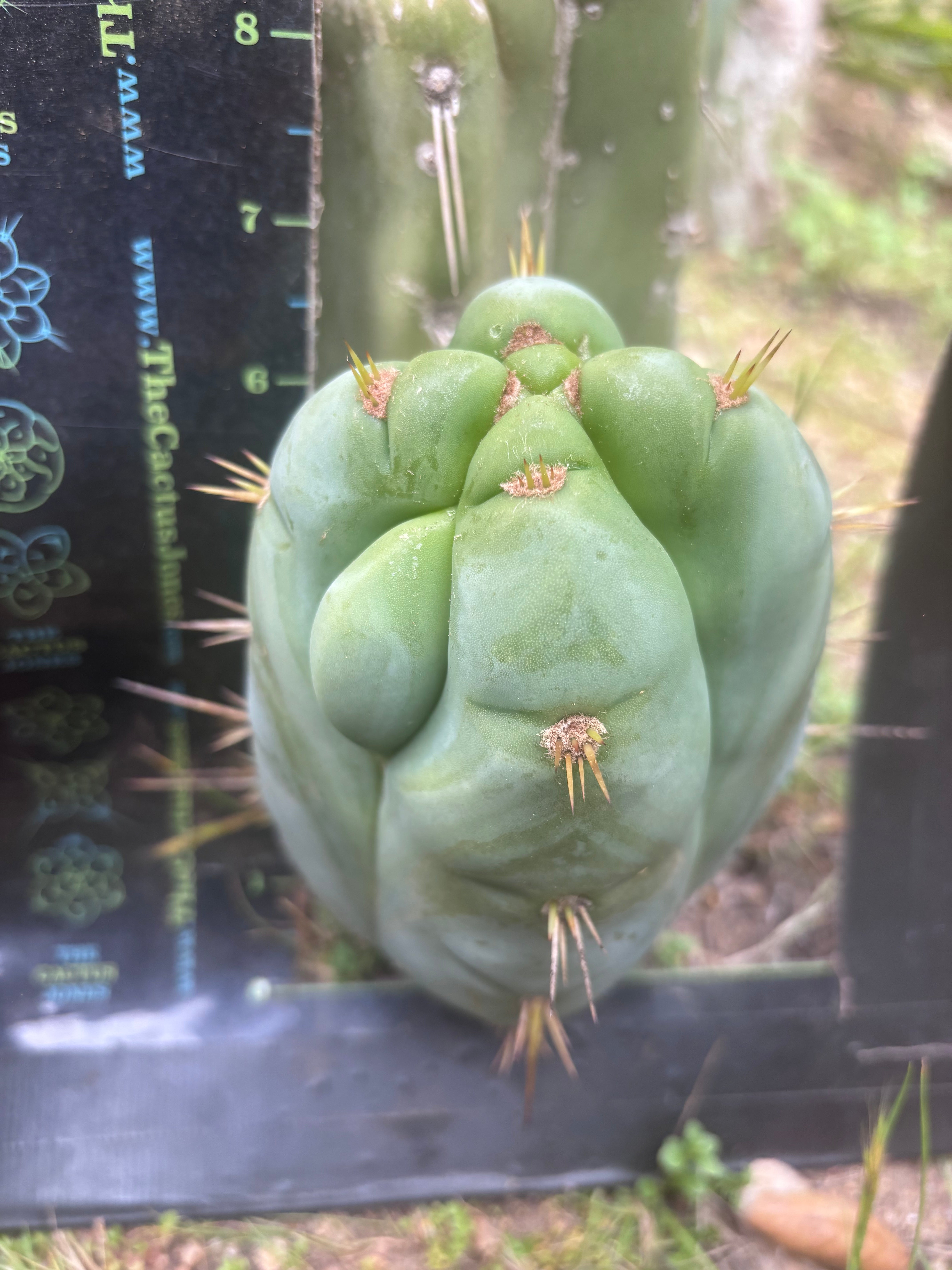 👑 Lotusland Huanu —  Fat FourWang Grenade