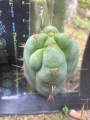 👑 Lotusland Huanu —  Fat FourWang Grenade