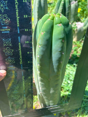 👑🌶️ Pierre — Chonky 12” Tip