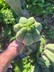 👑🌶️ Maipu — XL 13” Tip