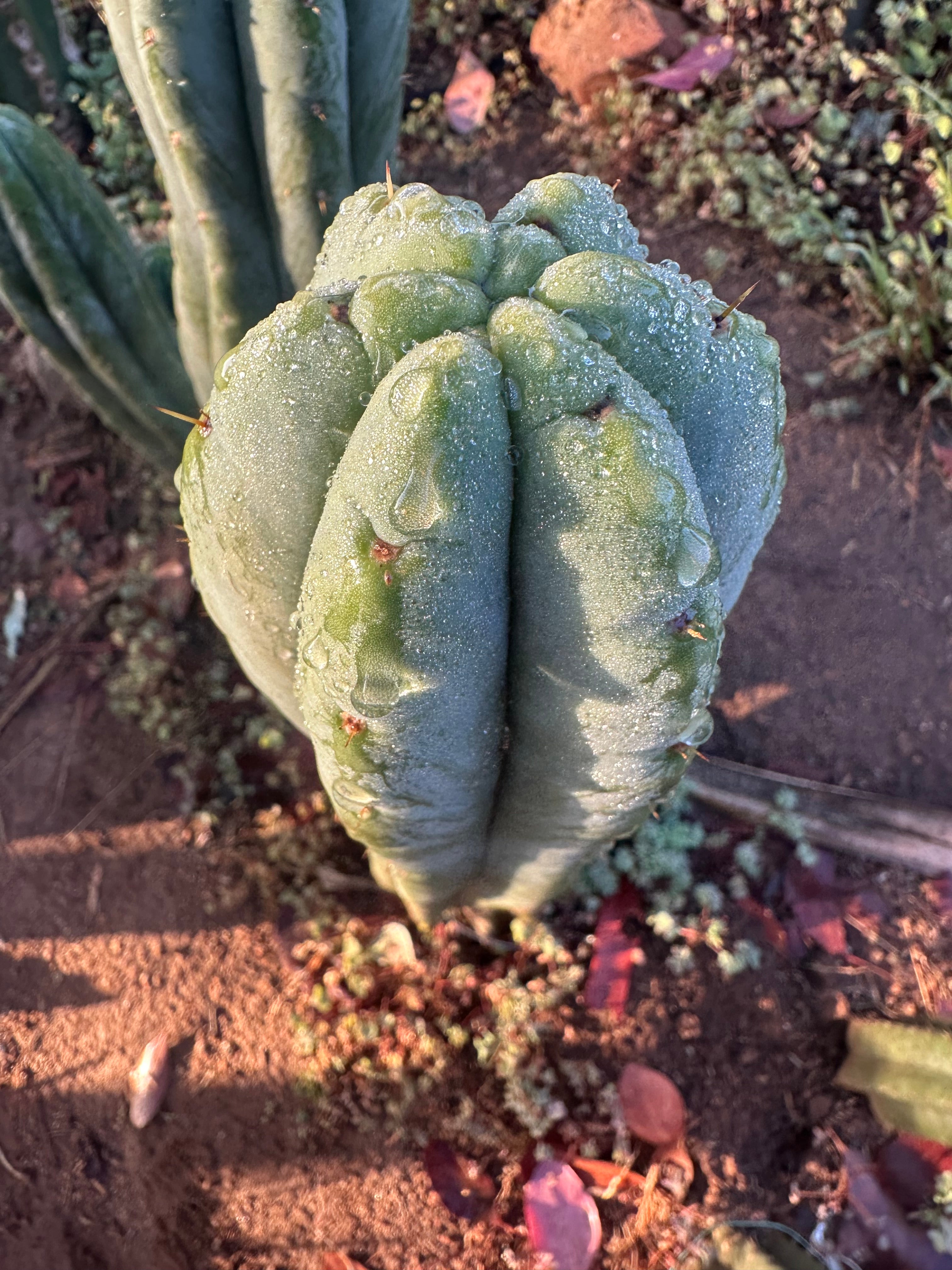 💎👑🌶️ Jonesy07 — XL 14” Tip