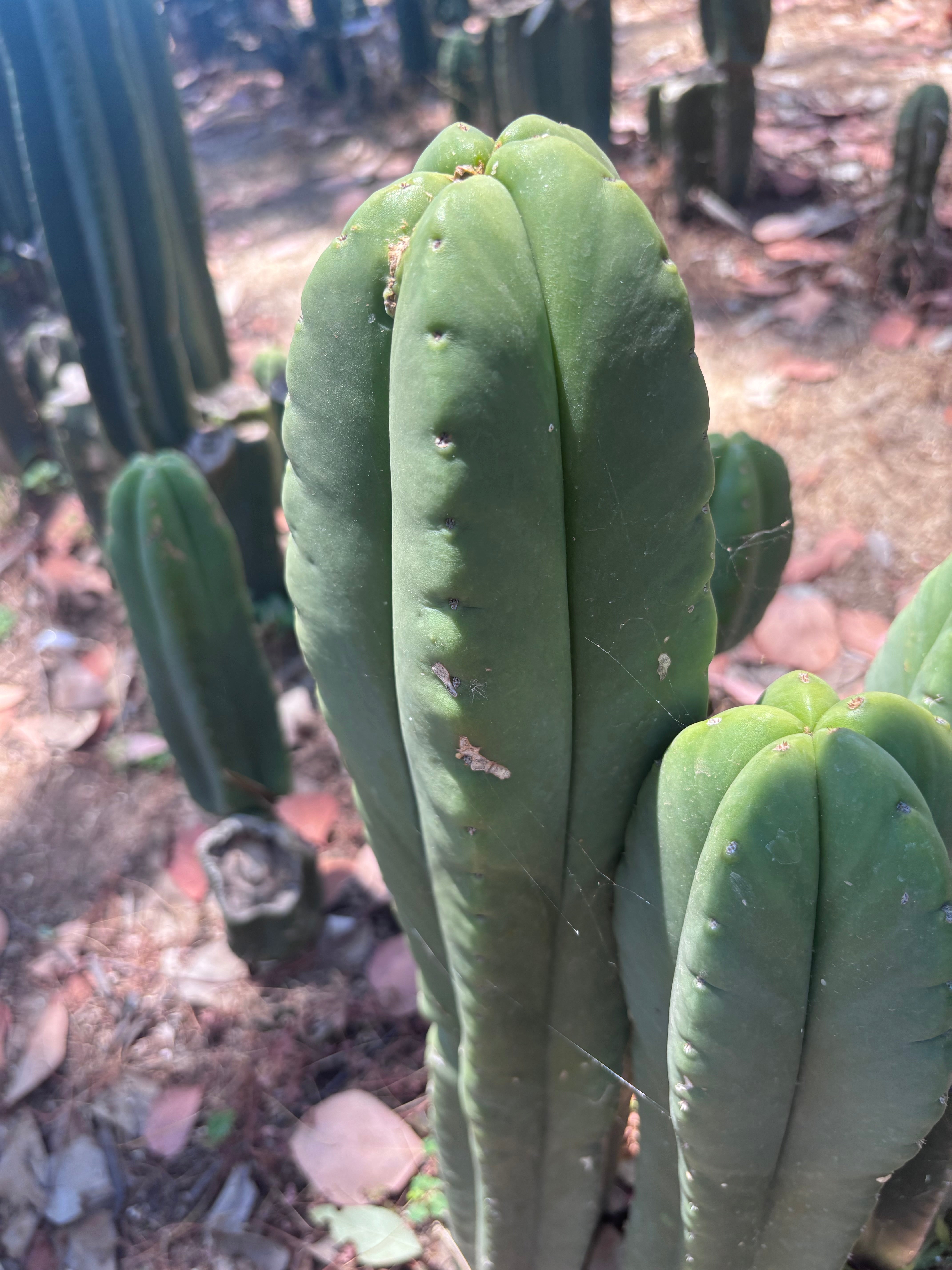 👑💎 Aussie Scop — Chonky 11” Tip