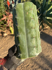 👑🌶️  Ashdod — 9” Mega Mid