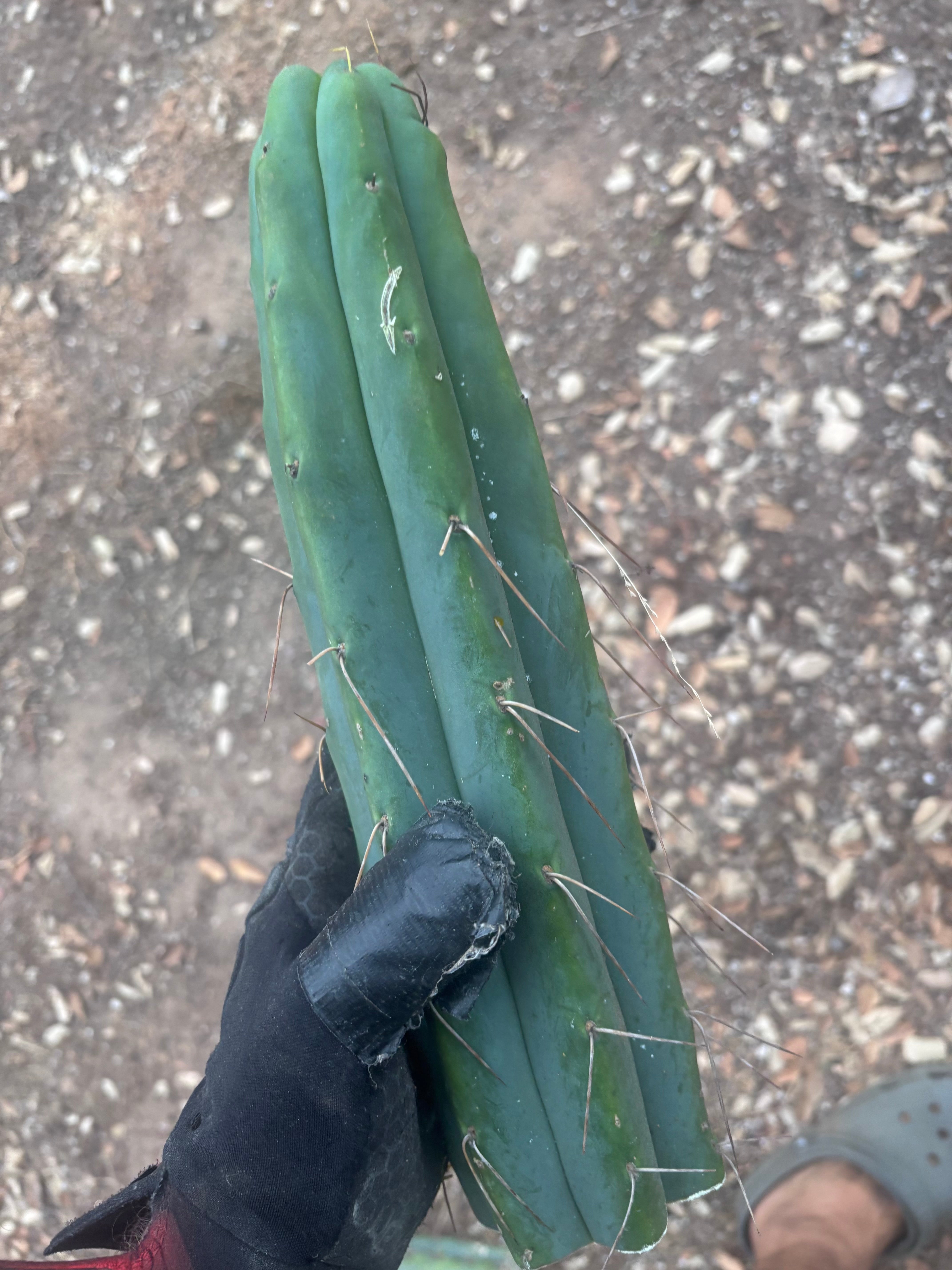 👑🌶️ Psycho0’  — 14” Tip
