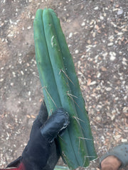 👑🌶️ Psycho0’  — 14” Tip