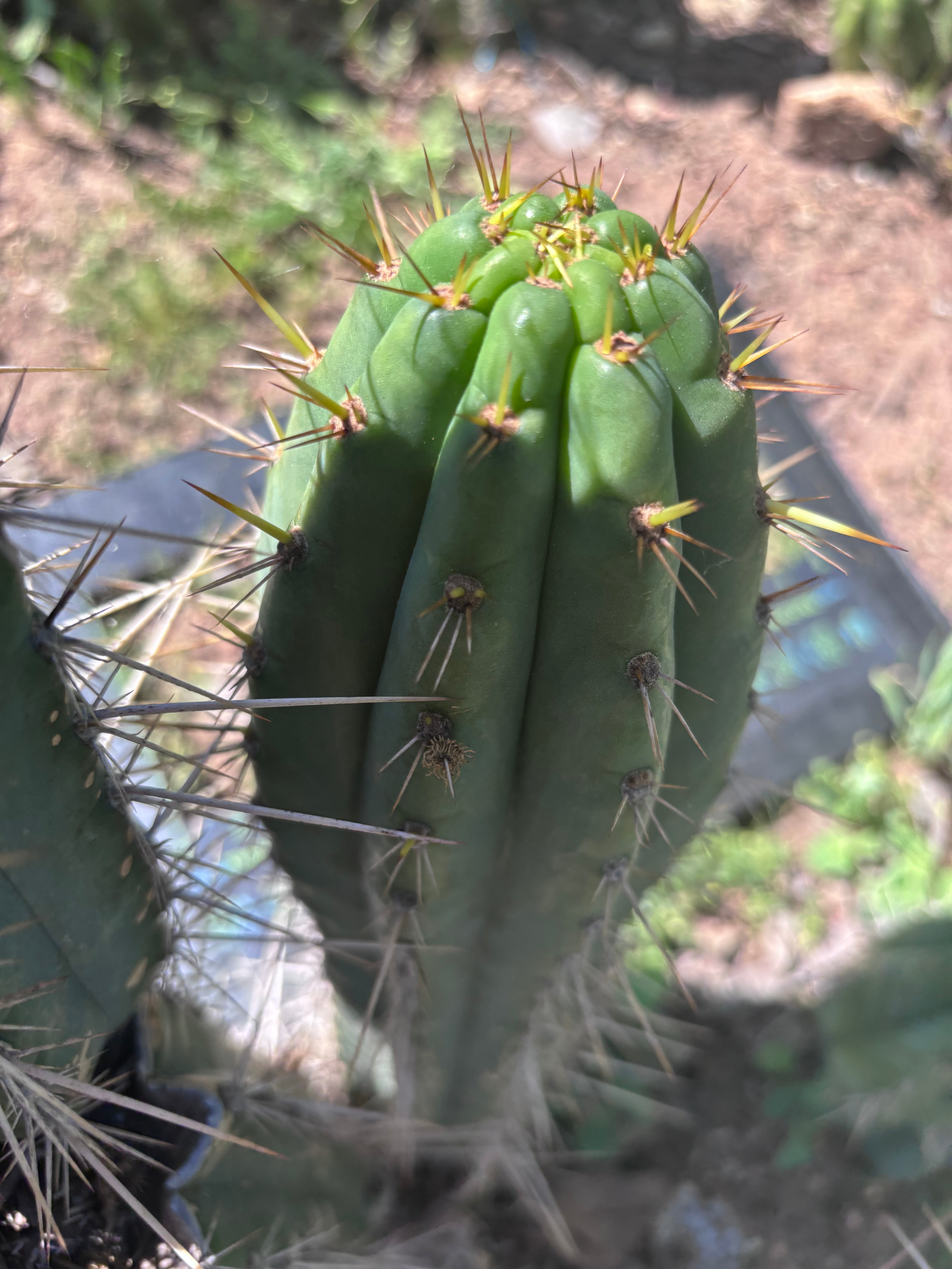 👑🌶️ Zalidus — XL 14” Pup