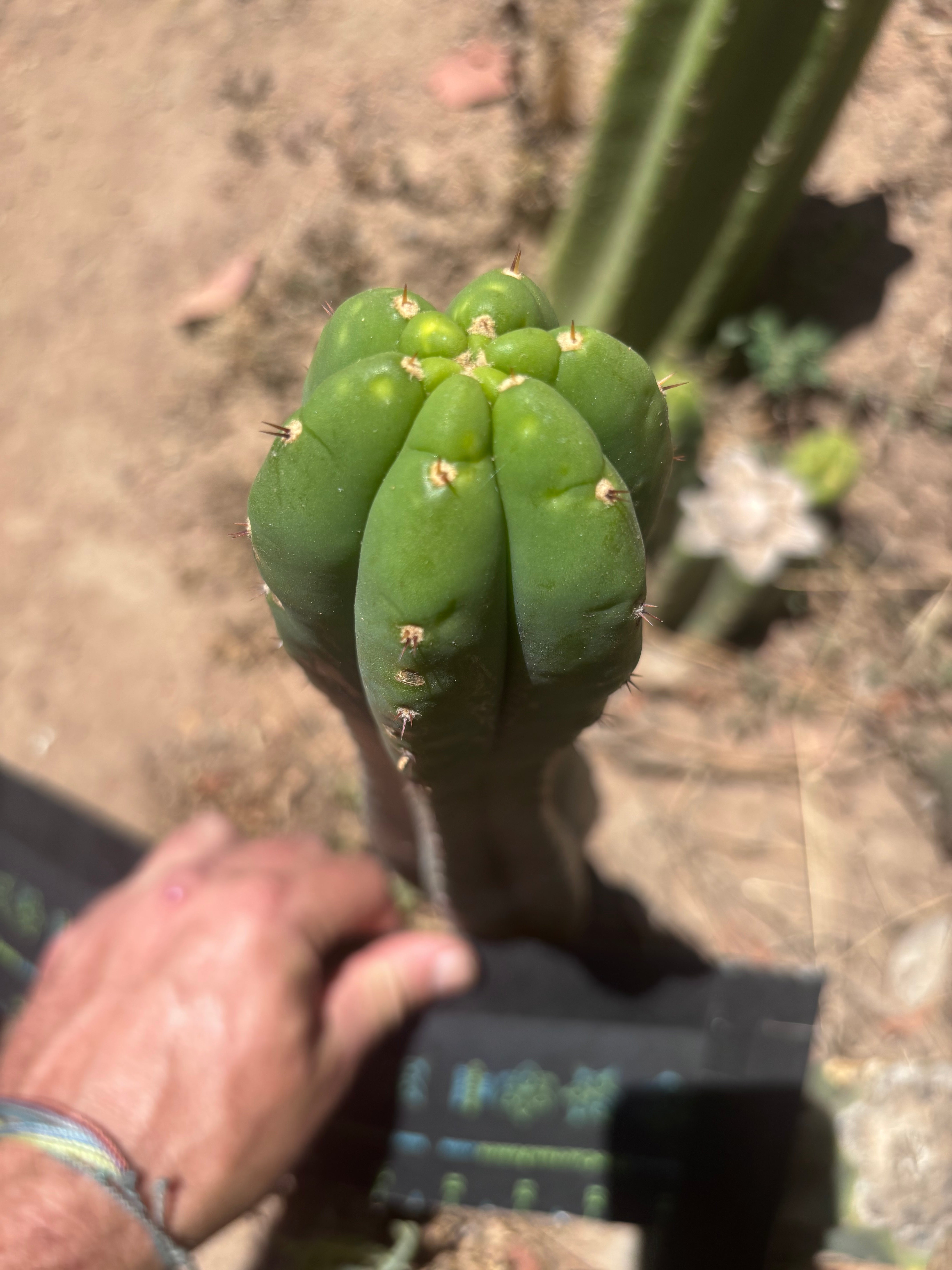 👑🌶️ Soozy — 10.5” Tip