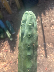 👑🌶️🌶️  Jiimz Twin Spine — XL 16” Tip