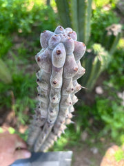 💎 Stenocereus Beneckei