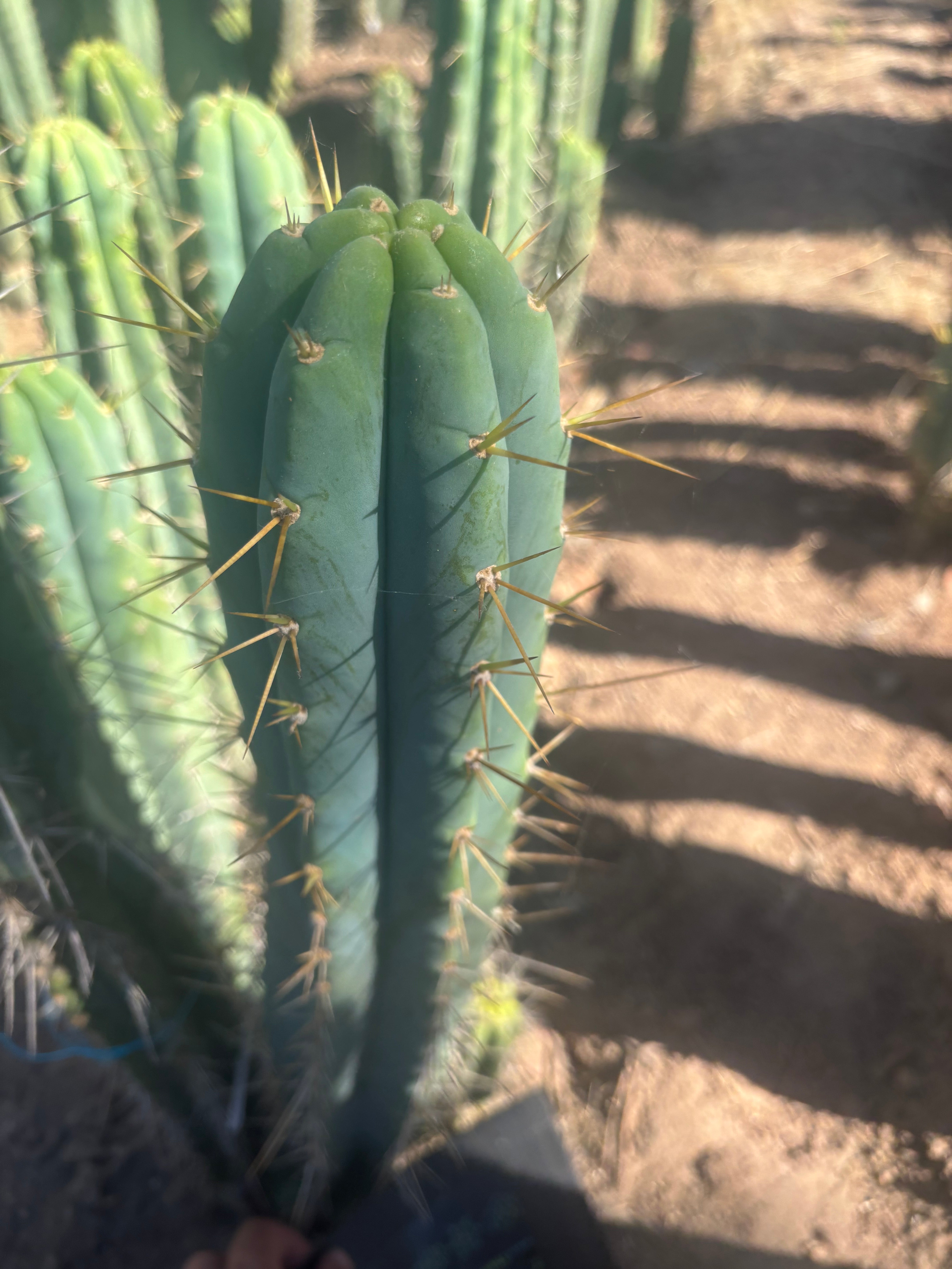 💎🌶️ 0102 — XXL Two Footer Tip (24”)