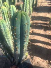 💎🌶️ 0102 — XXL Two Footer Tip (24”)