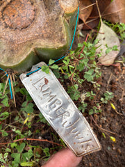 🌶️ Lumberjuuls — Fat 8” Pups